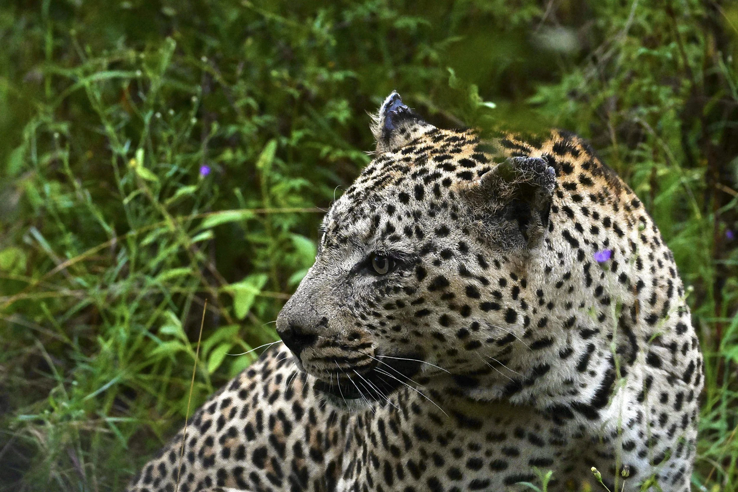 leopard L16