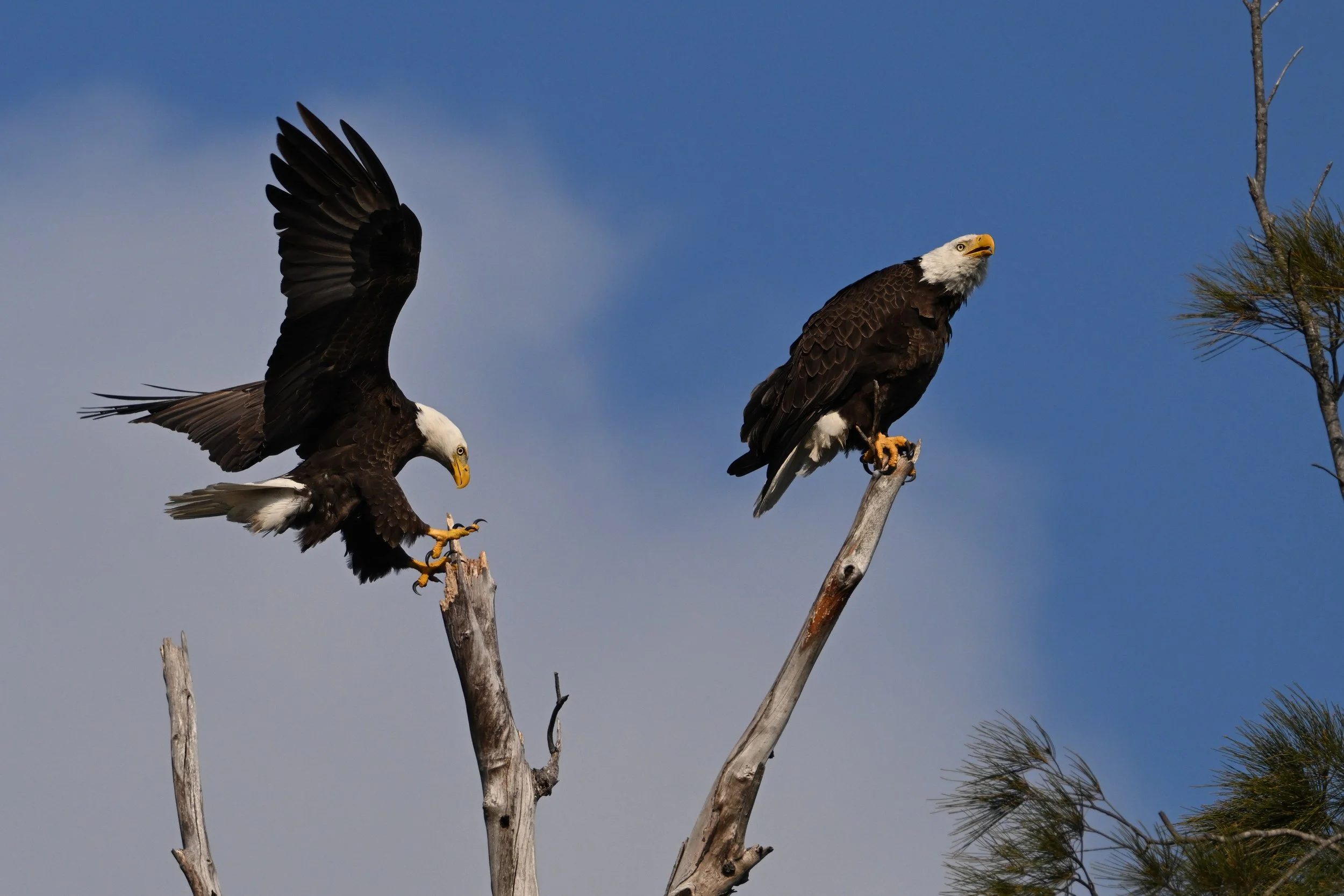 bald eagle A09