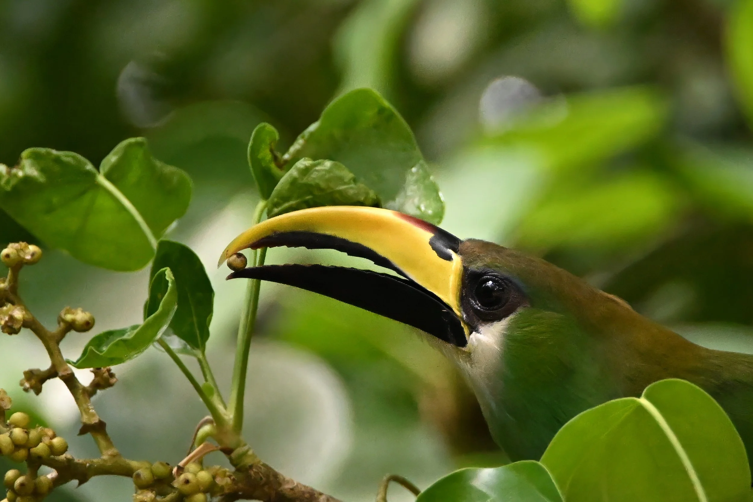 emerald toucanet A11