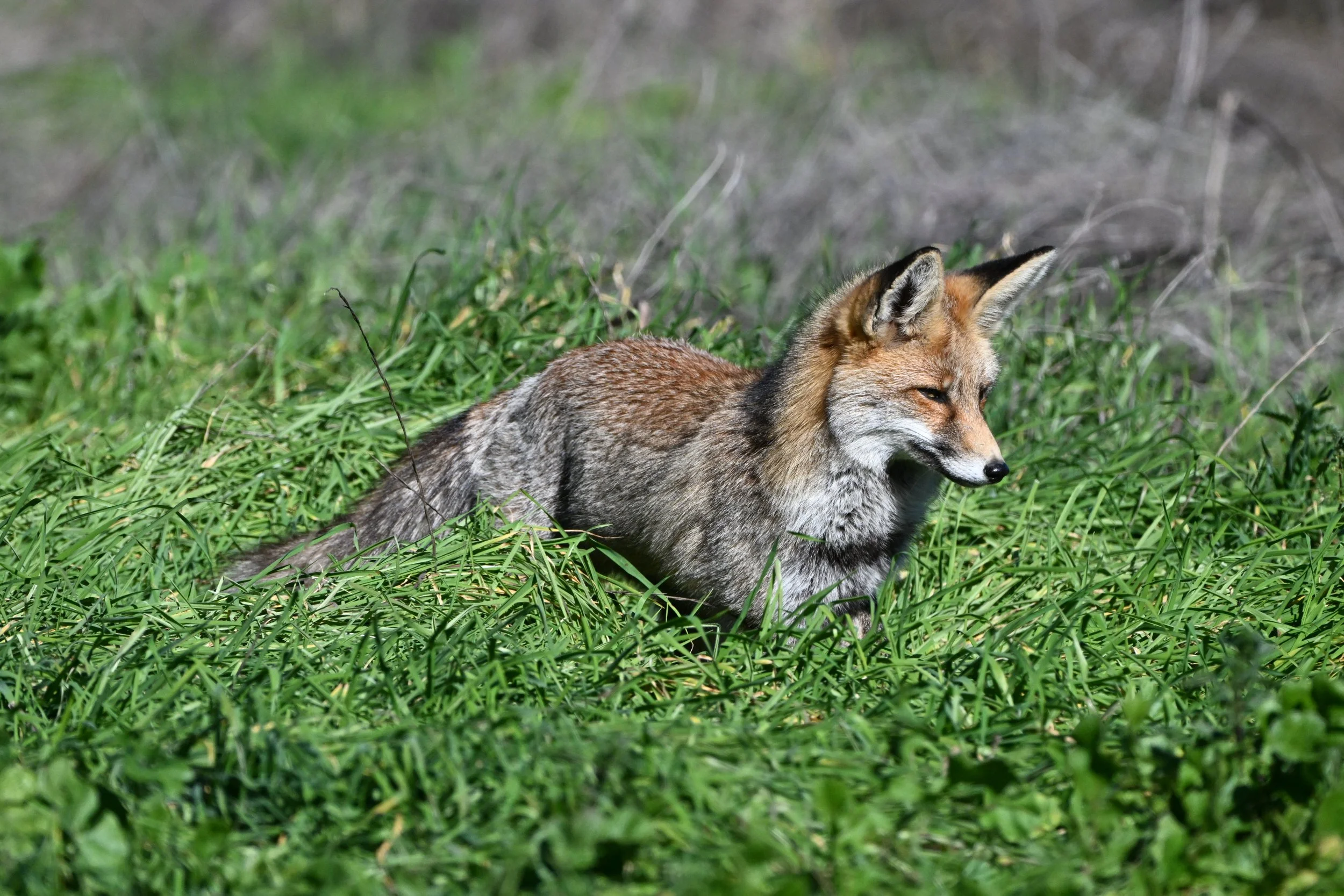 iberian fox L08