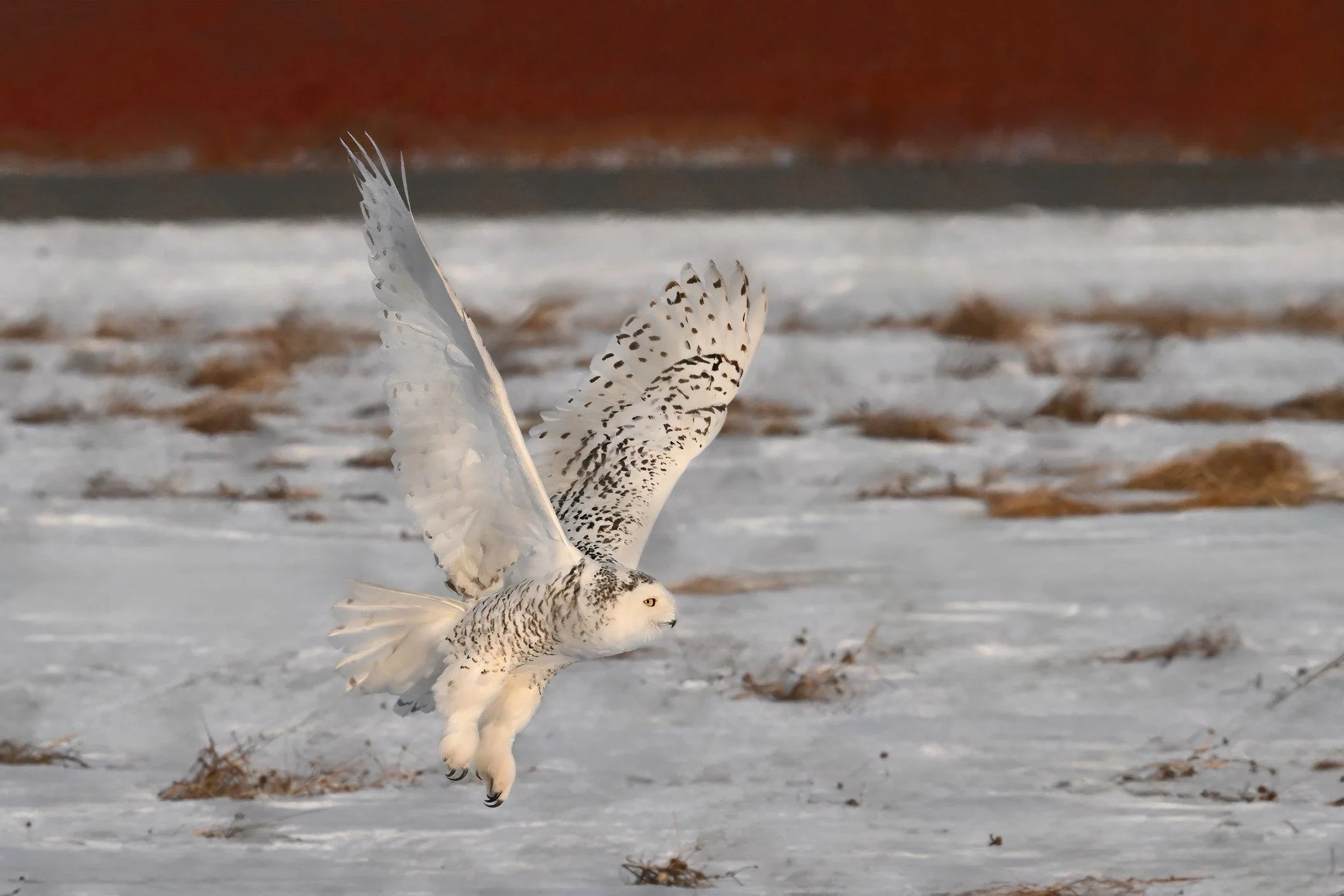 snowy owl A02