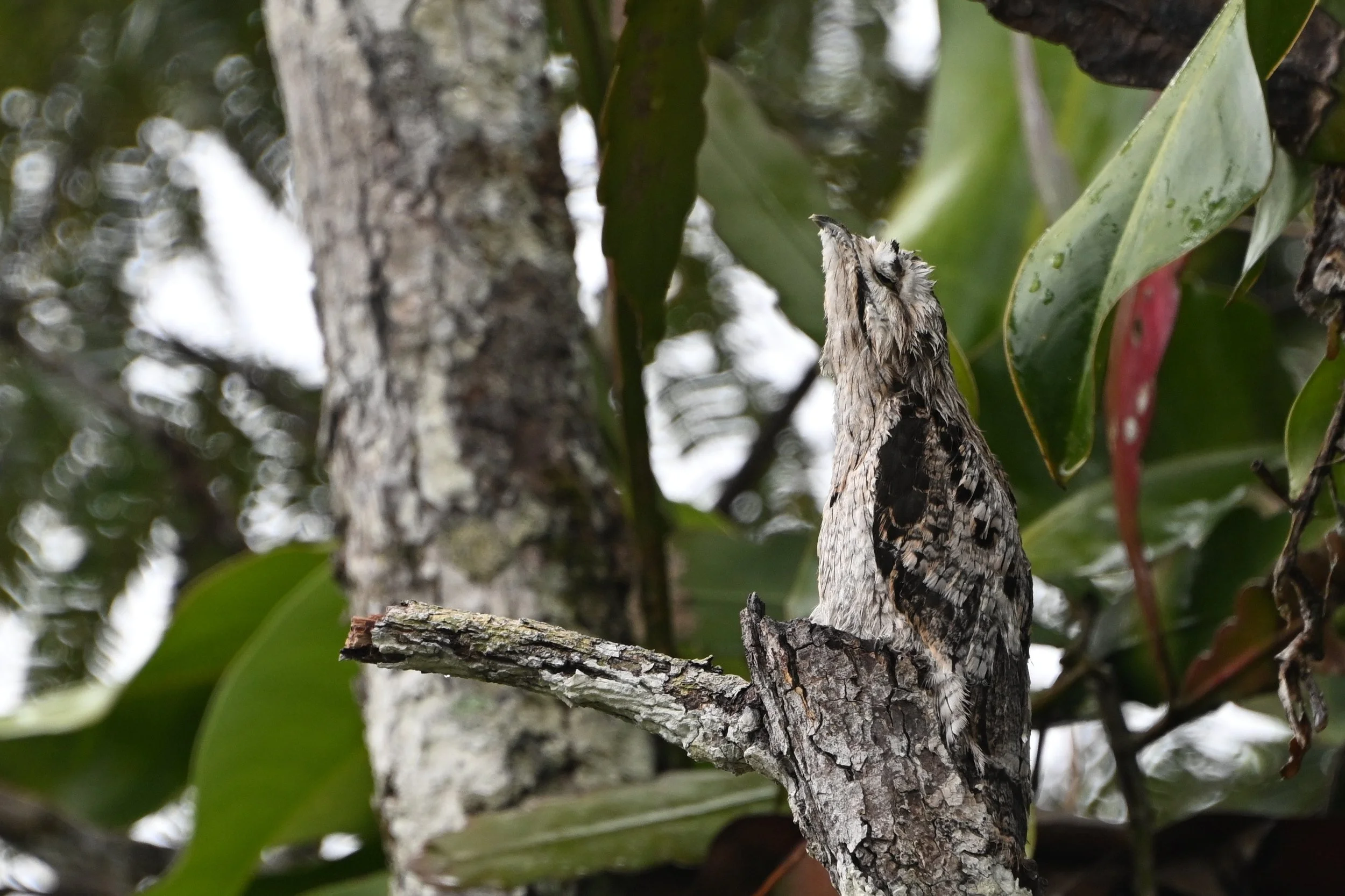 common potoo A13