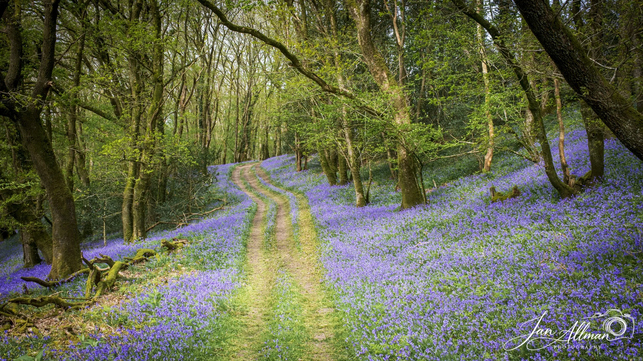 Through the Bluebells.jpg