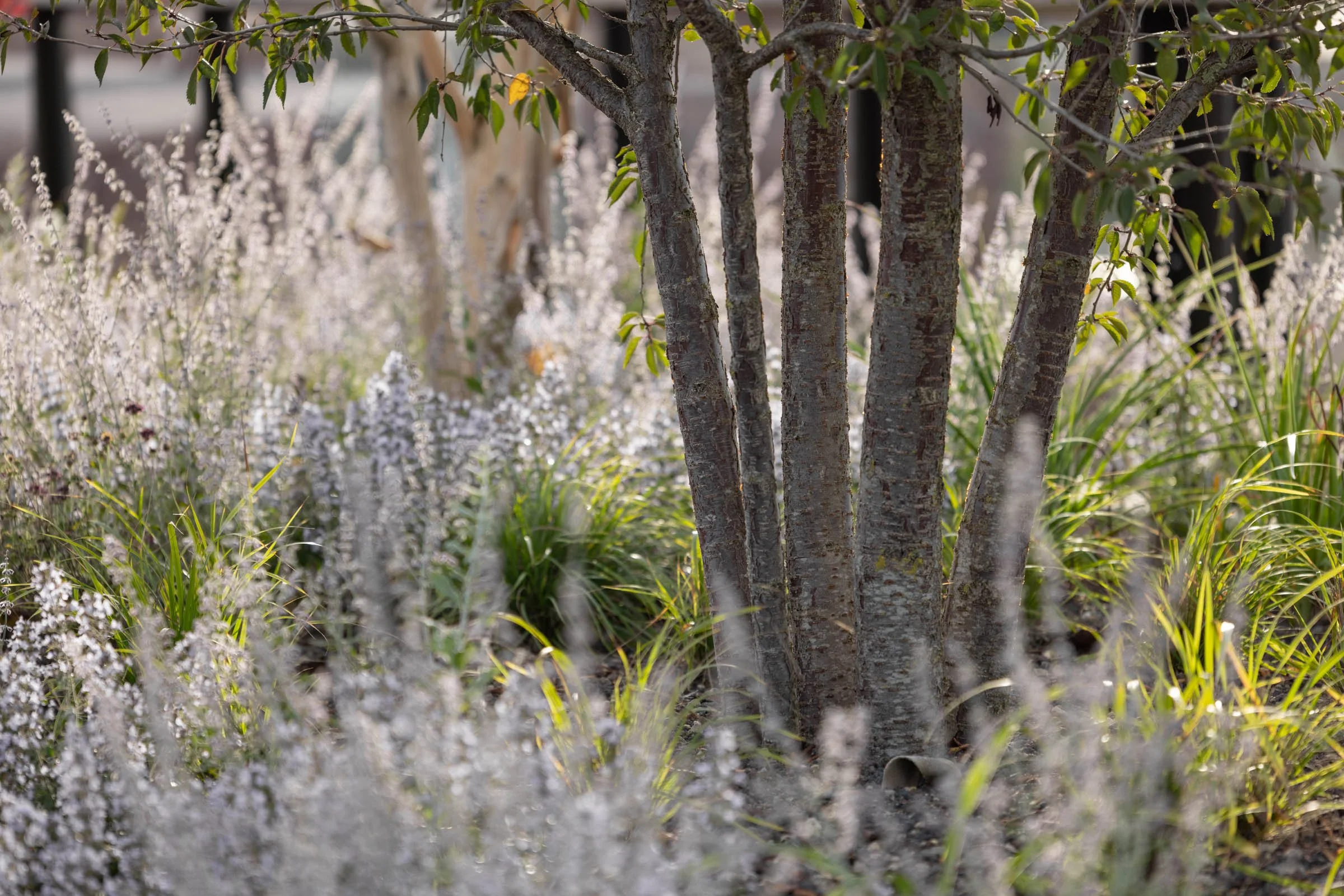 Passerelle Zwolle wooden bridge