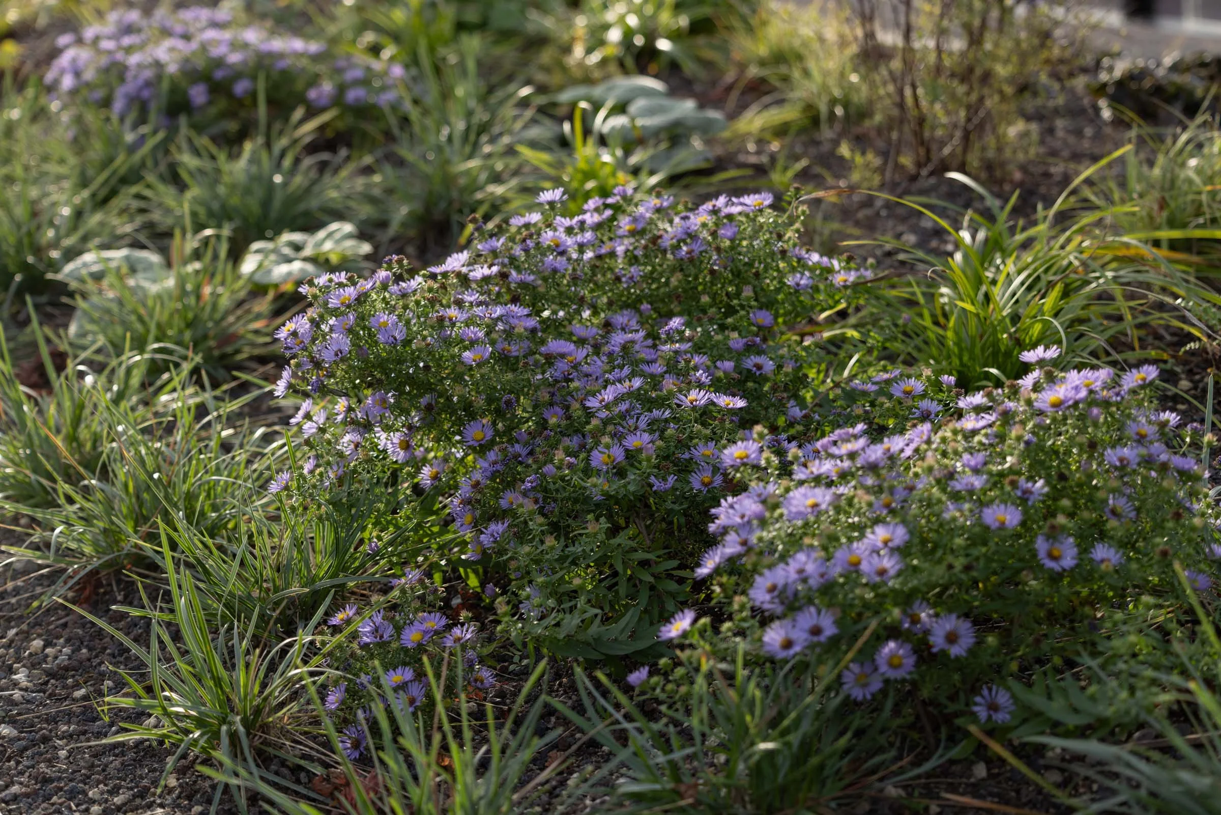 Passerelle Zwolle wooden bridge