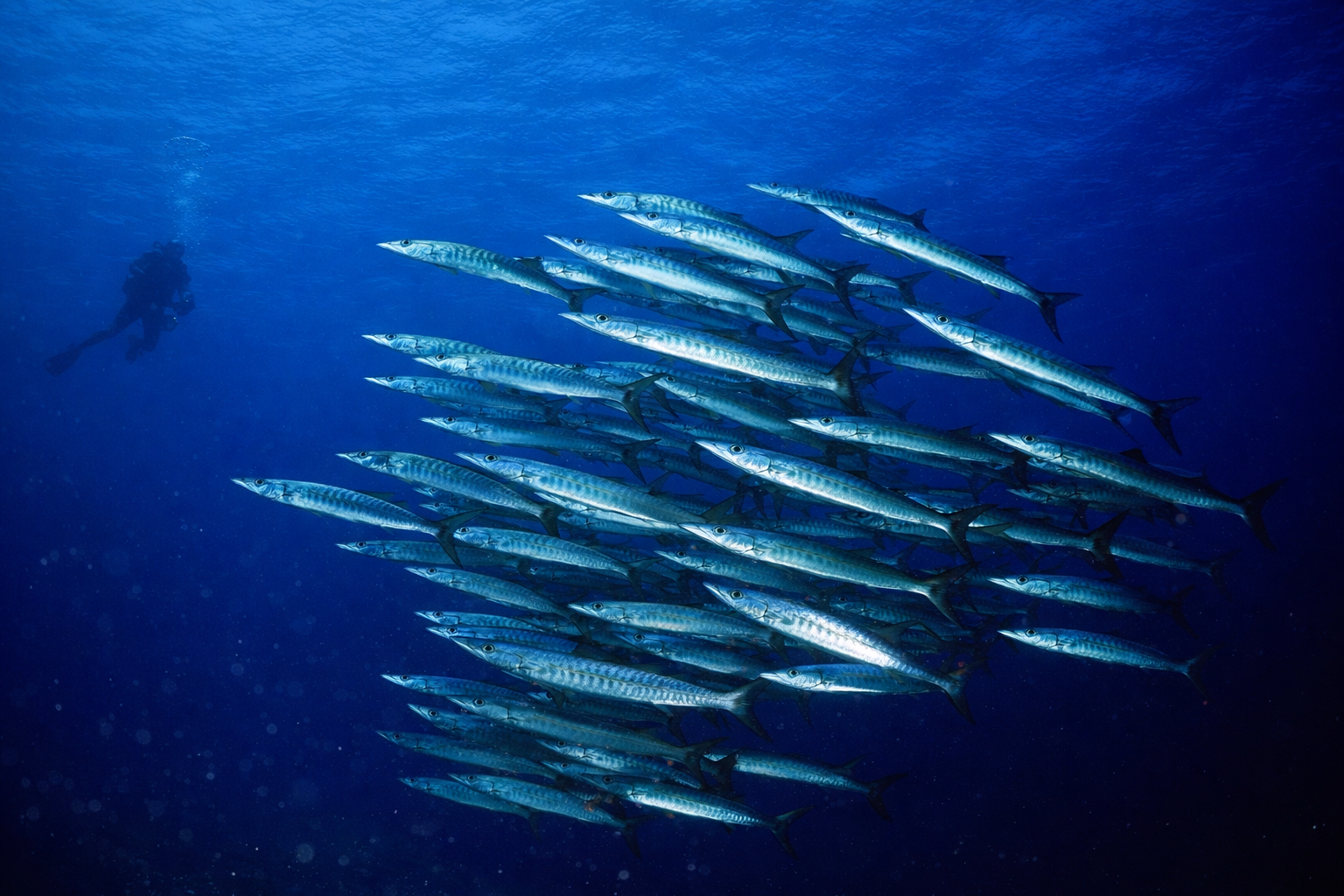 Copy of Shaab Maksur.png