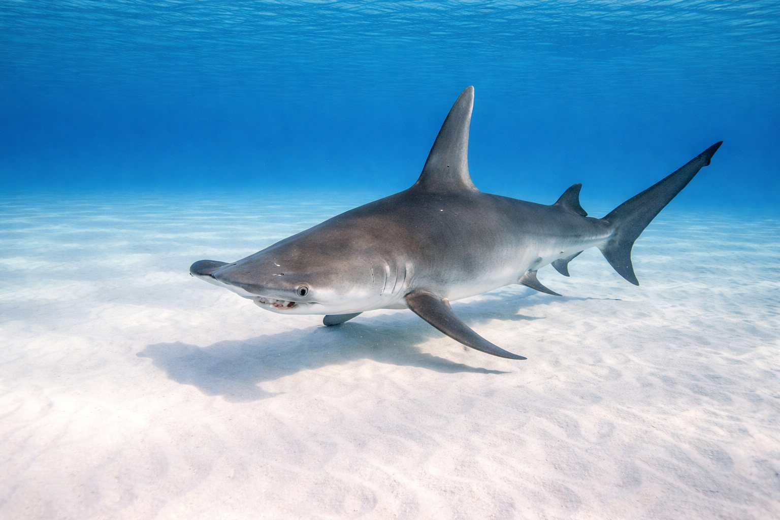 Copy of Abu Galawa Soraya.png