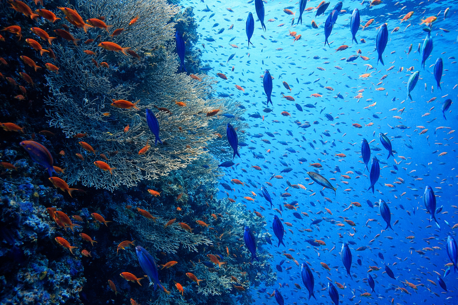 Copy of Elphinstone.png