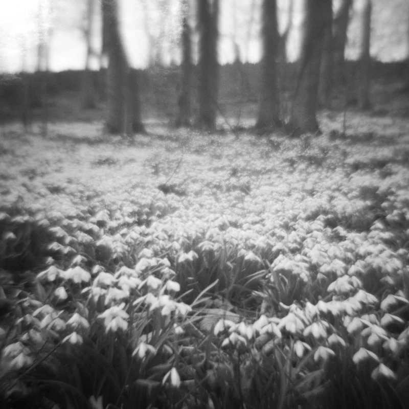 Smeaton woods, East Lothian, Scotland