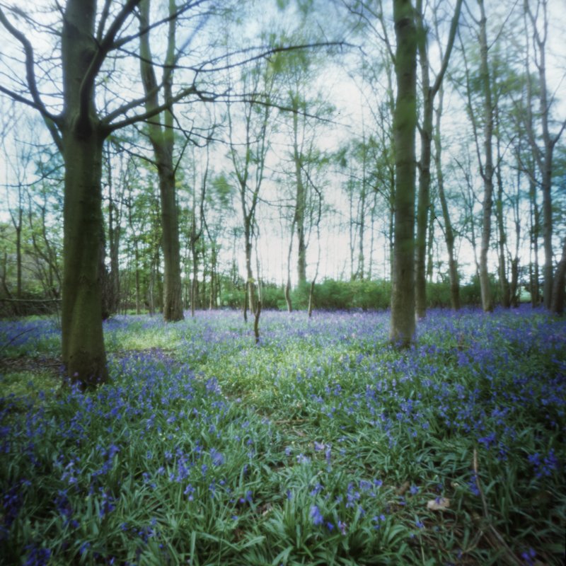 Smeaton woods, East Lothian, Scotland