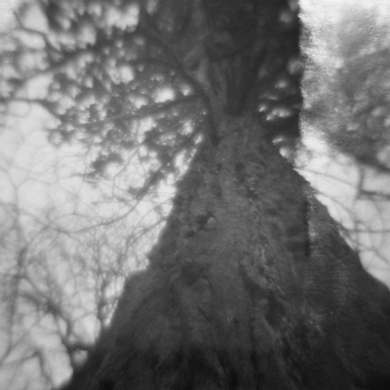 Redwood, Smeaton Lake, Scotland