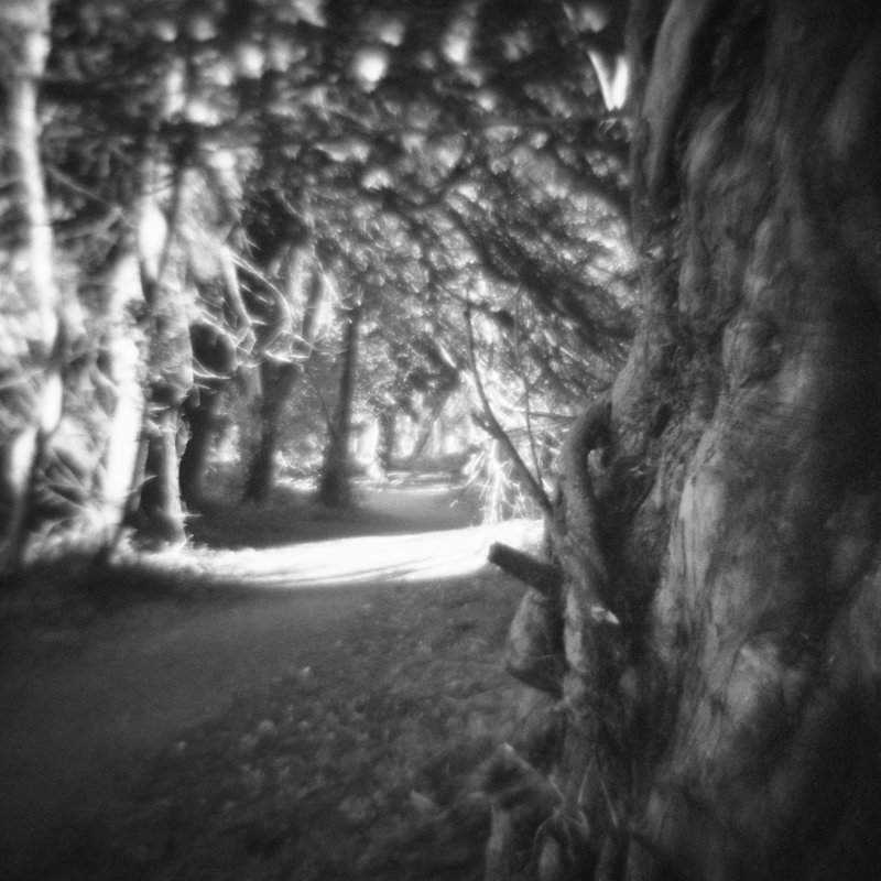Smeaton woods, East Lothian, Scotland