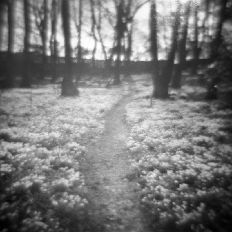 Smeaton woods, East Lothian, Scotland