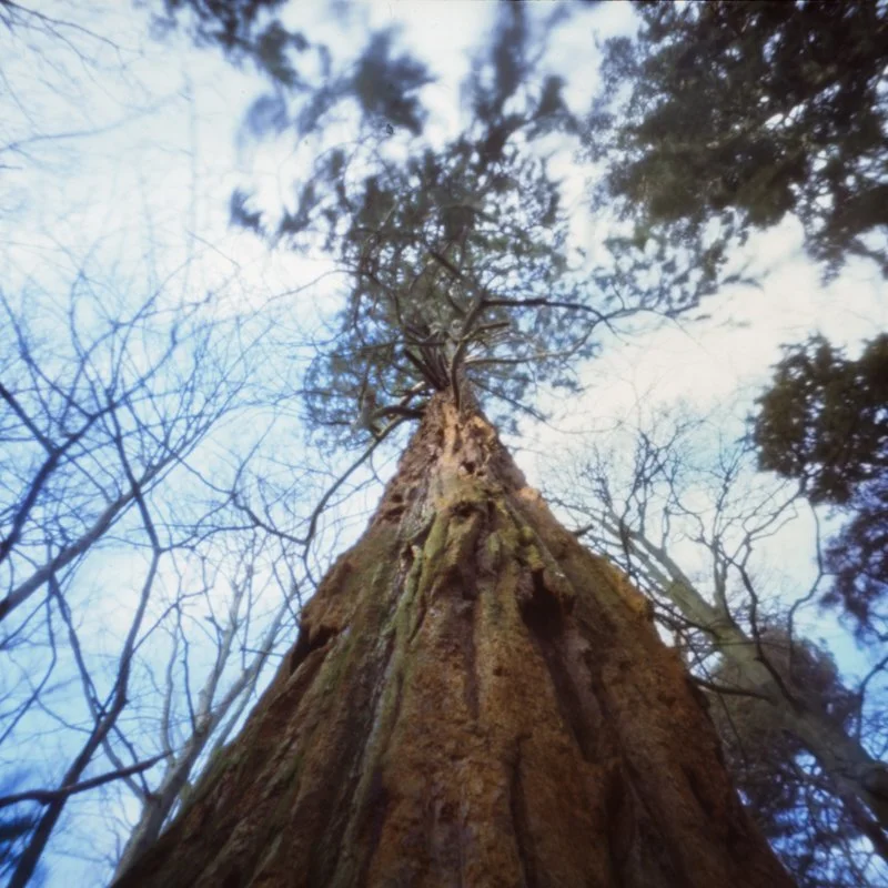 Redwood, Smeaton Lake, East Lothian, Scotland