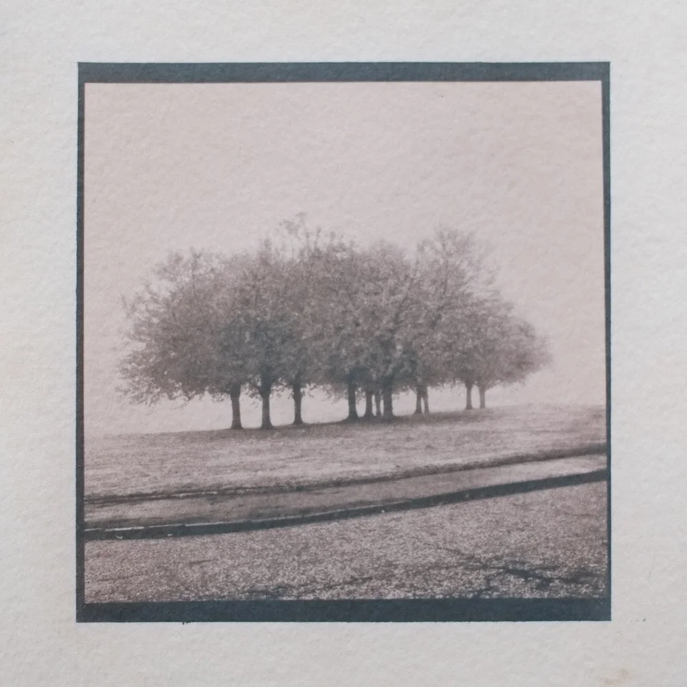 4x4 tea toned cyanotype - Trees and Road, Stirling, Scotland.
