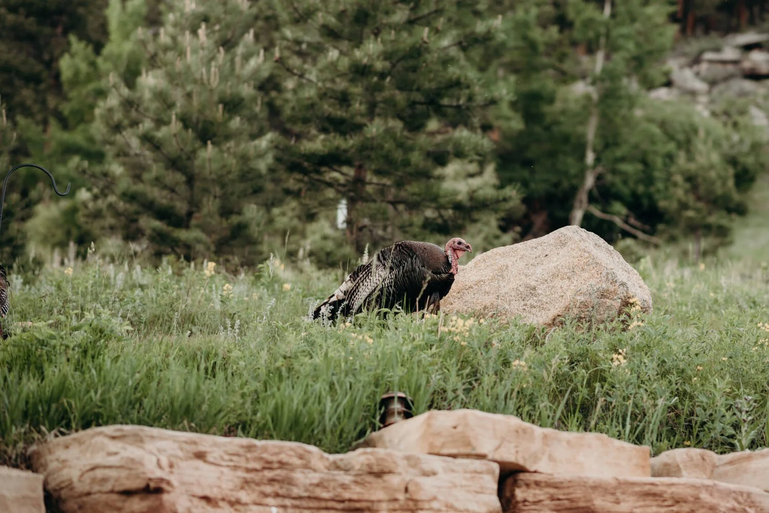 della terra mountain chateau wedding, della terra wedding, estes park wedding, Estes Park Wedding Photographer, estes park wedding venues, colorado wedding venues, colorado wedding, colorado wedding photographer, summer mountain wedding, colorado de