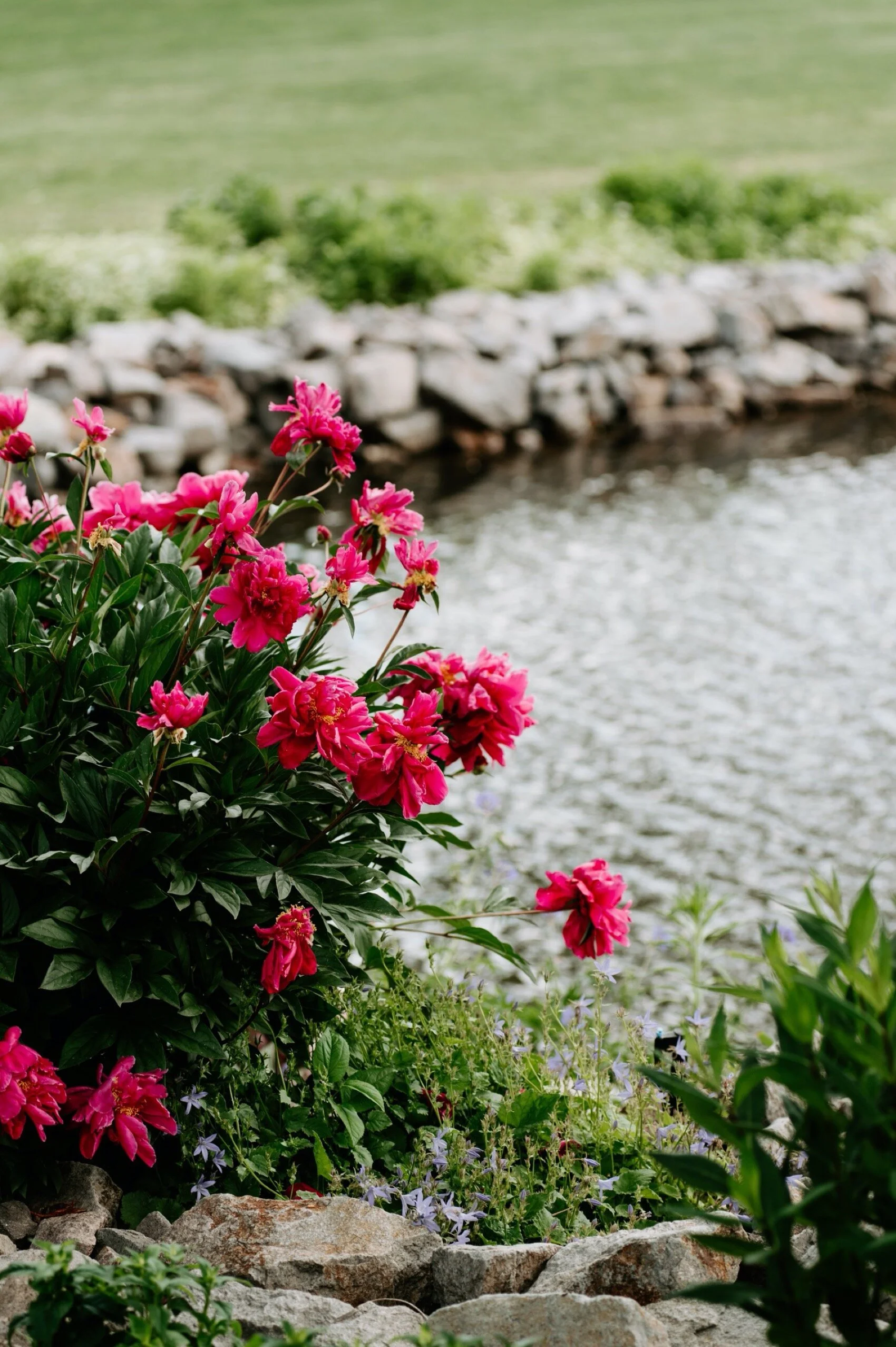 Shupe Homestead, Shupe Homestead Wedding, St. Julien Wedding, St. Julien Hotel and Spa, Colorado wedding Photographer, Boulder colorado Wedding, Boulder Wedding Photographer, Longmont Wedding Photographer, Longmont Wedding, summer wedding in colorad