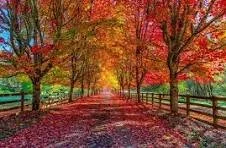 A dirt path lined with colorful autumn trees with red, orange, and yellow leaves.