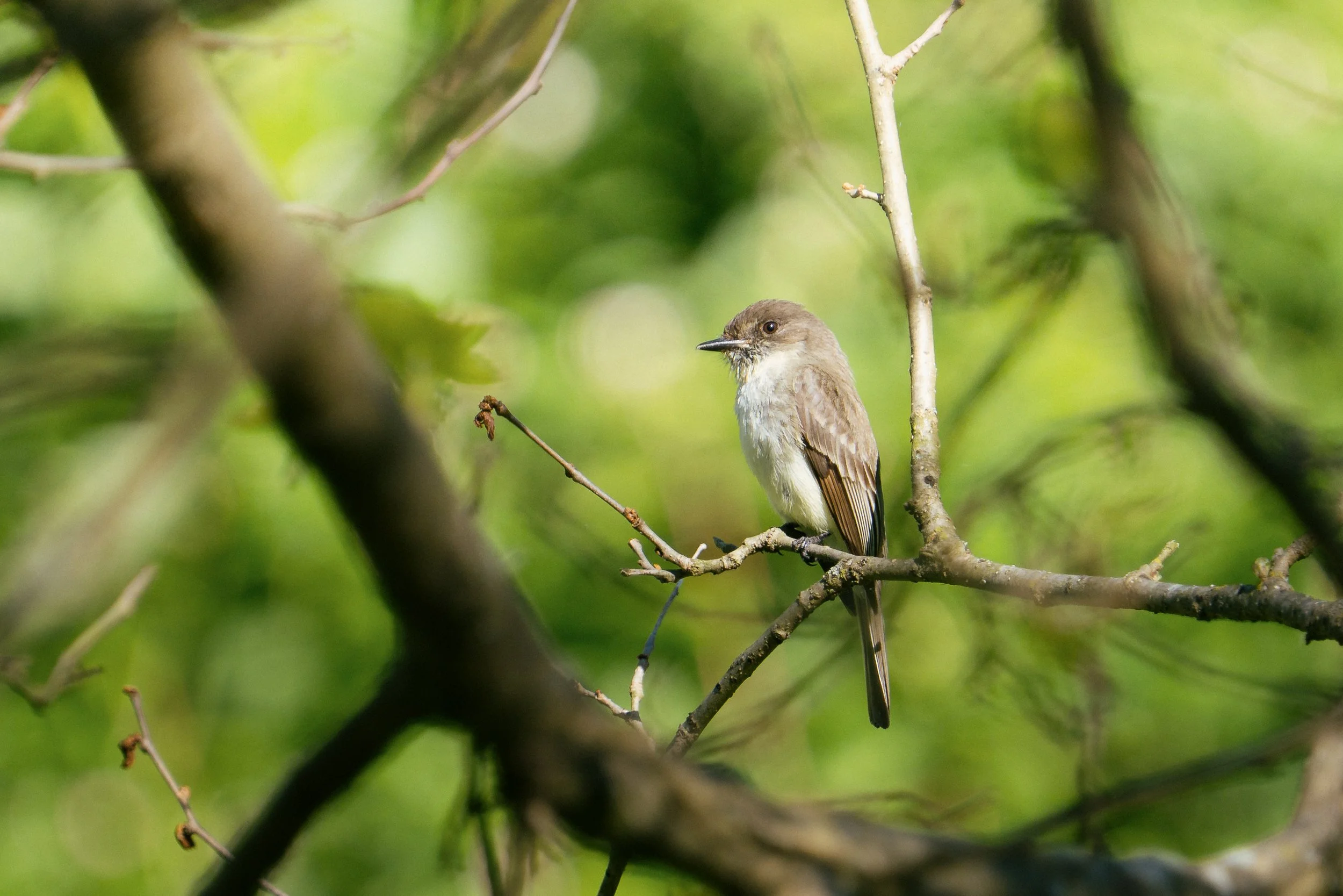 mayBirds-9.jpg