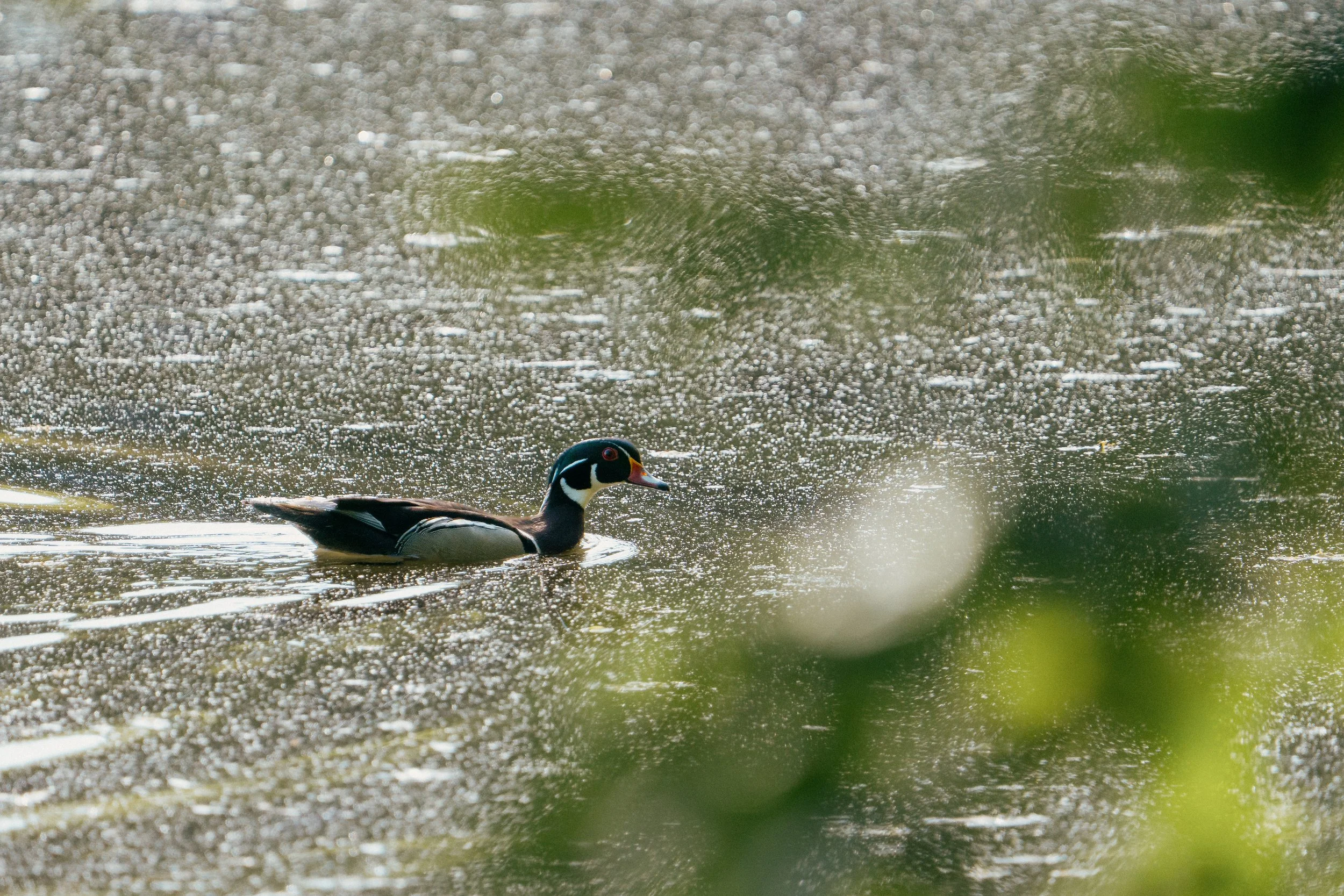 lakeRolandBirds5.3.26-13.jpg