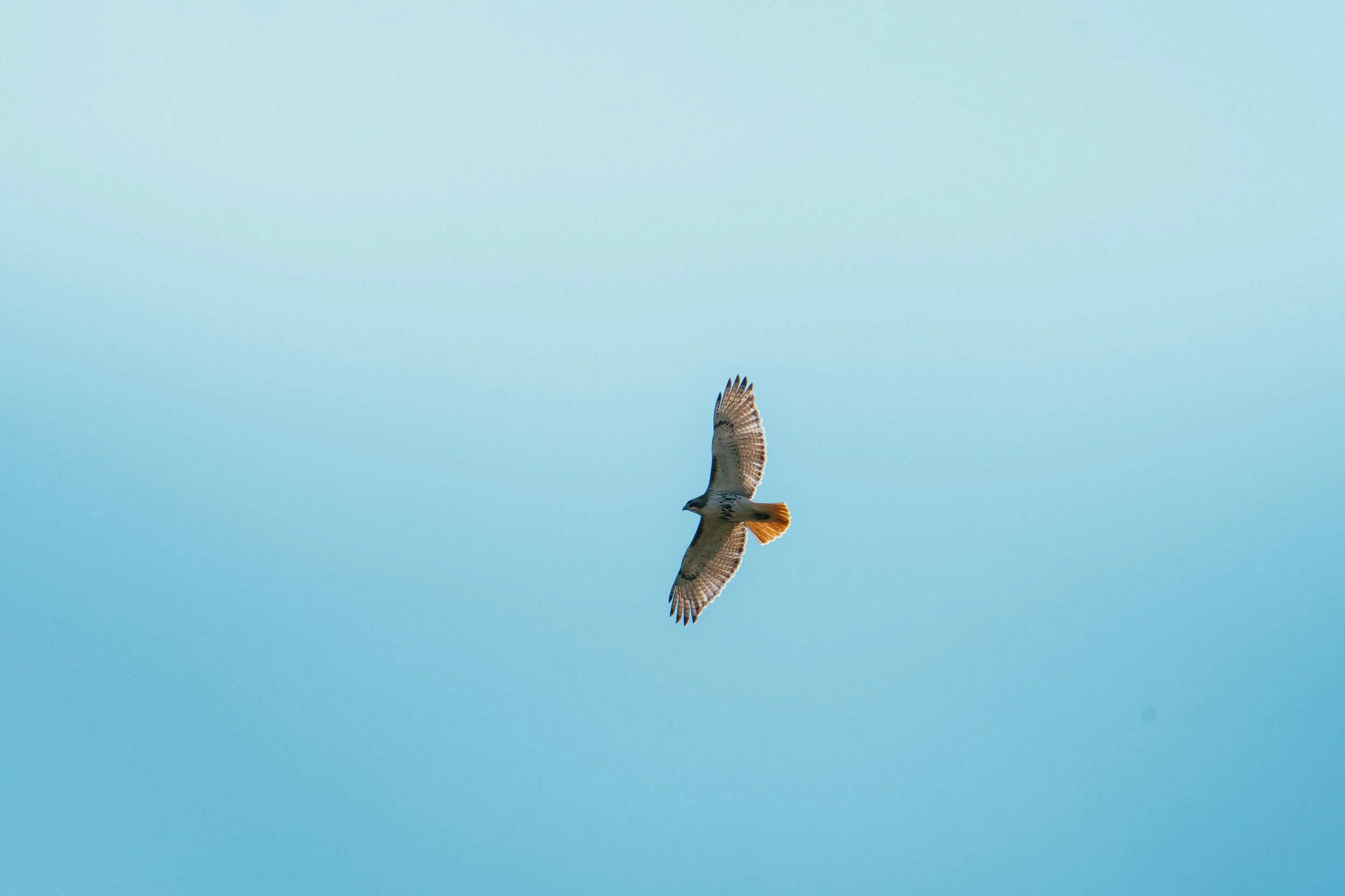 lakeRolandBirds5.3.26-22.jpg