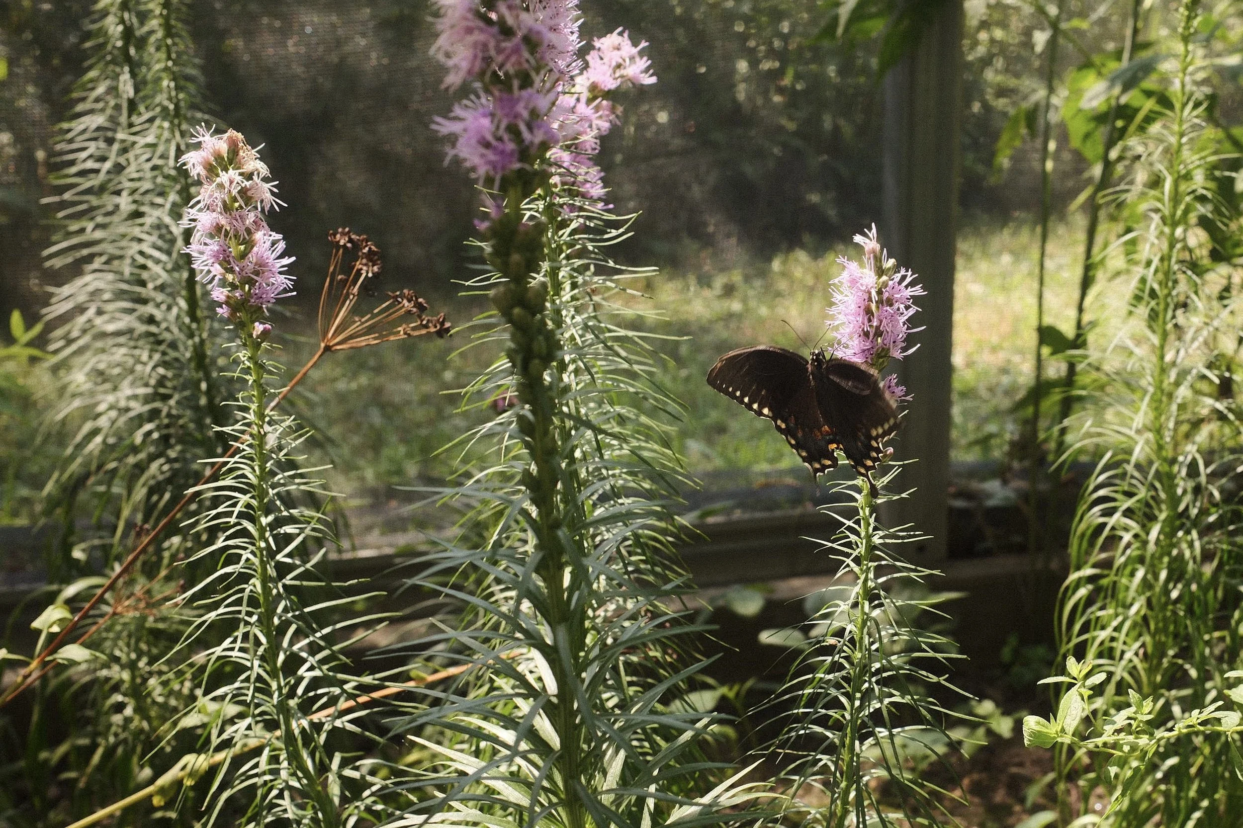 DSCF2248.jpg