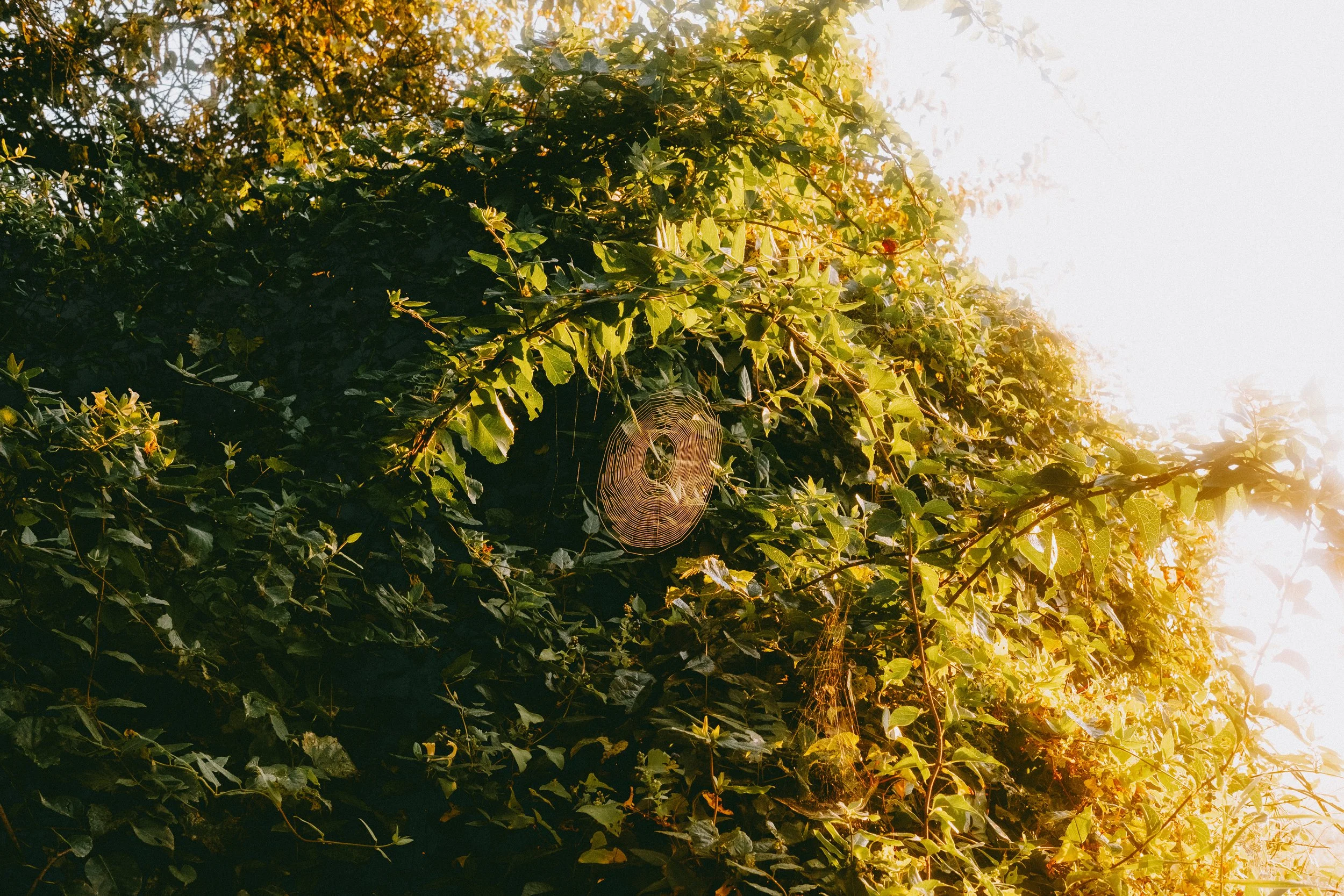 10.4morningWalk-22.jpg