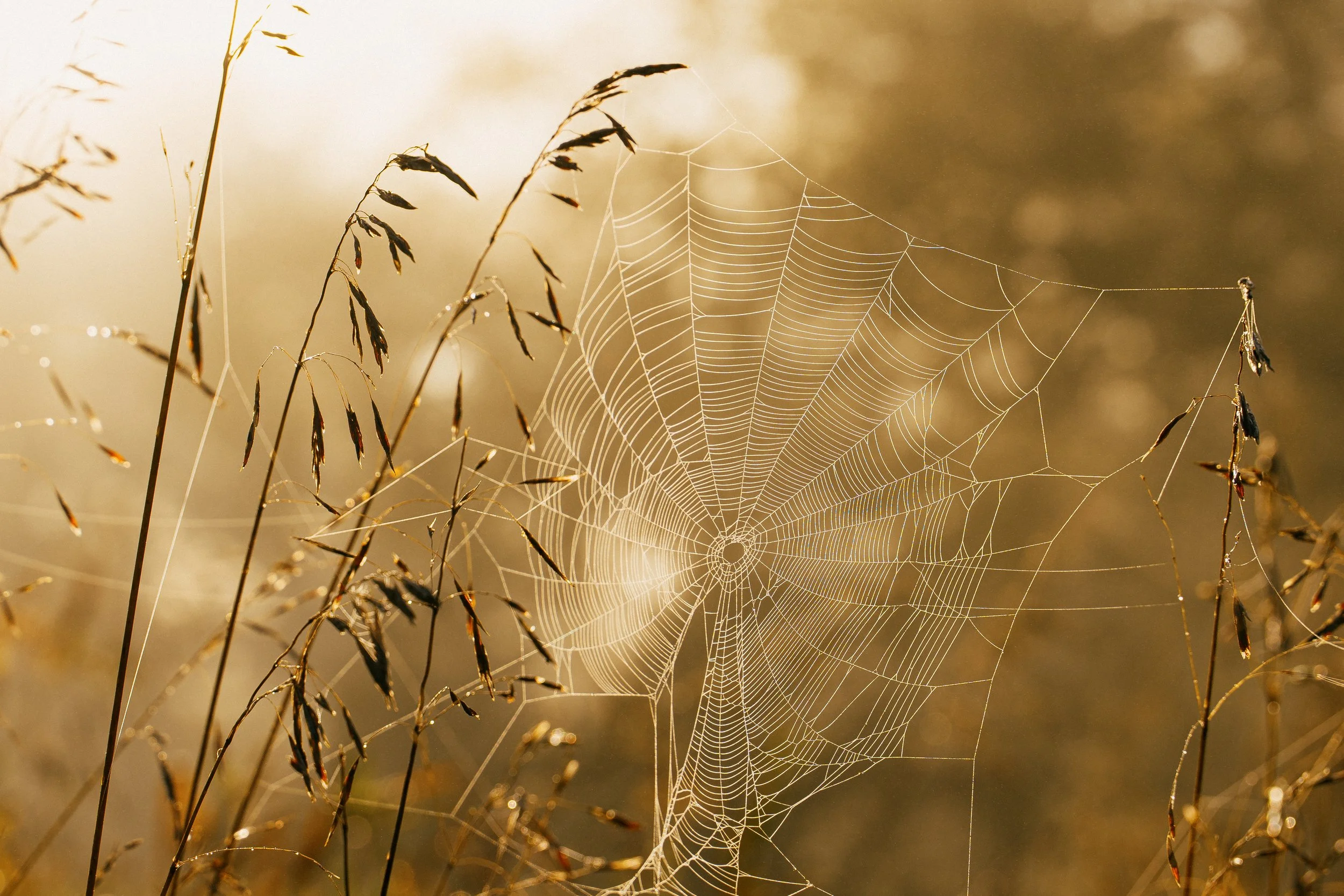 foggyMorningStillsRE-12.jpg