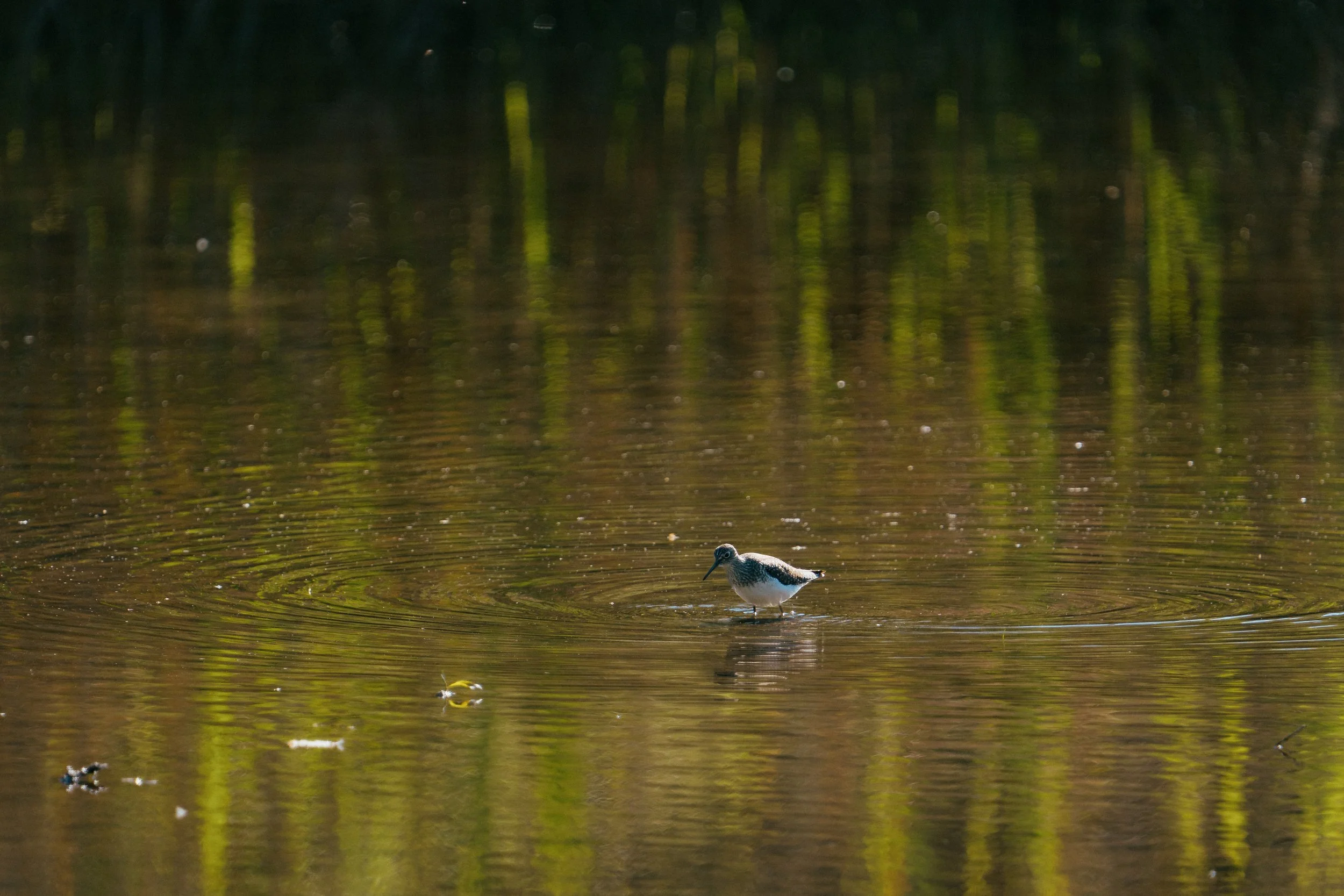 lakeRolandBirds5.3.26-21.jpg