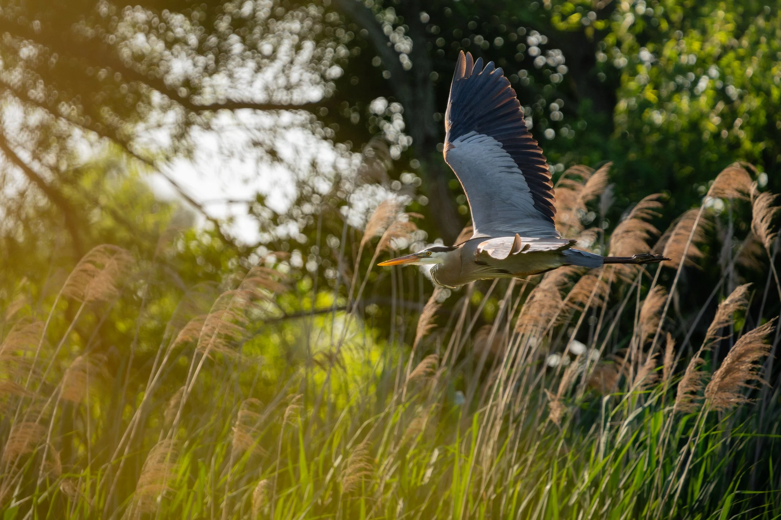 swanHarbor5.30.26-18.jpg