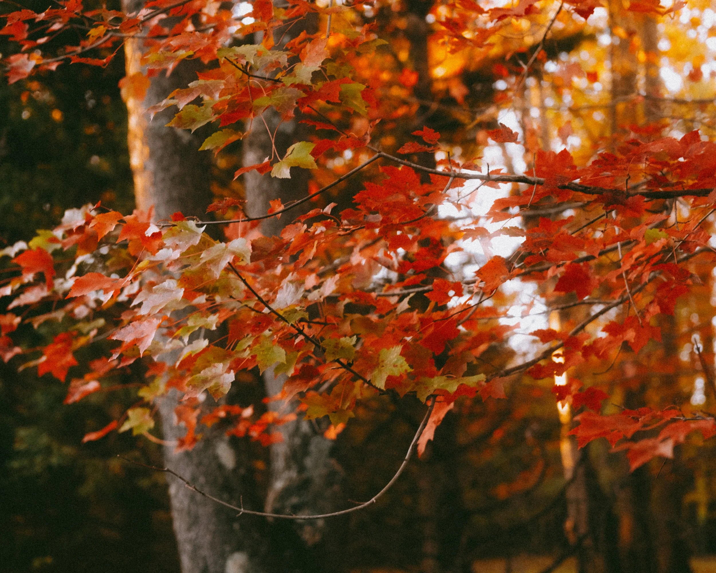 fallWalk10.22.jpg