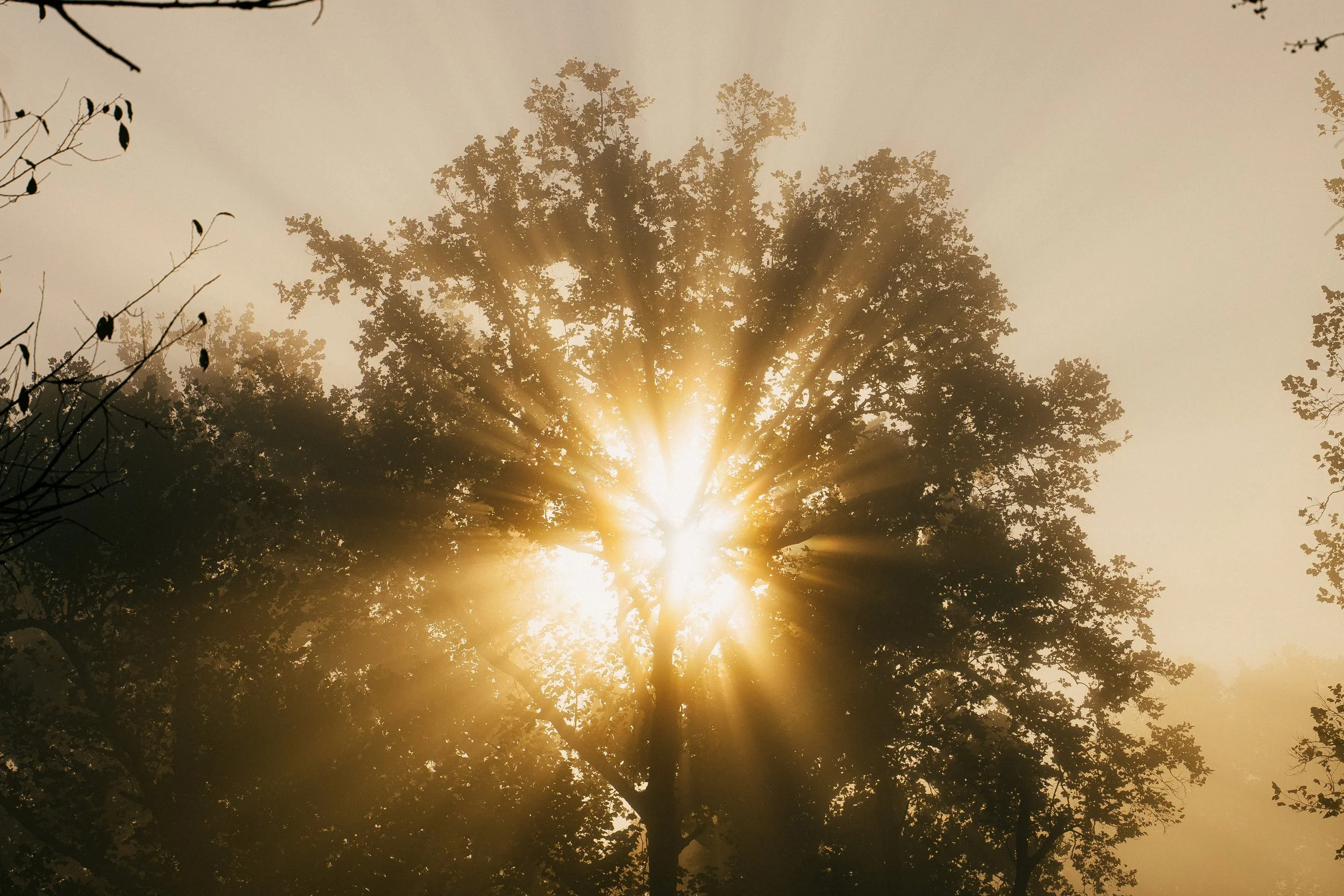 foggyMorningStillsRE-9.jpg