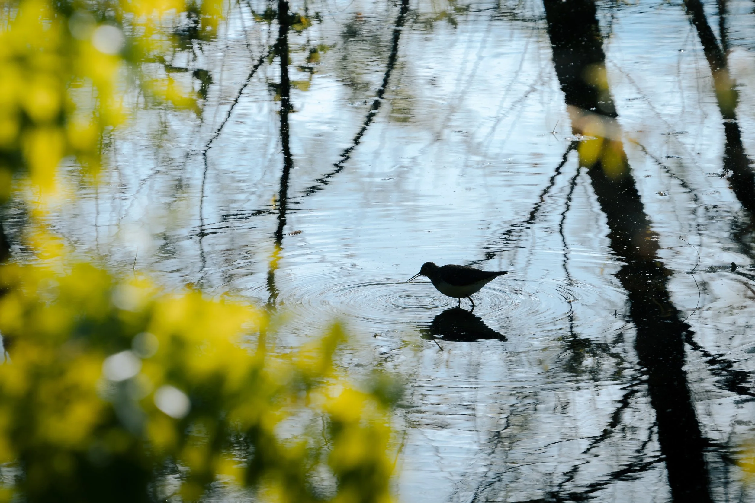lakeRolandBirds5.3.26-15.jpg