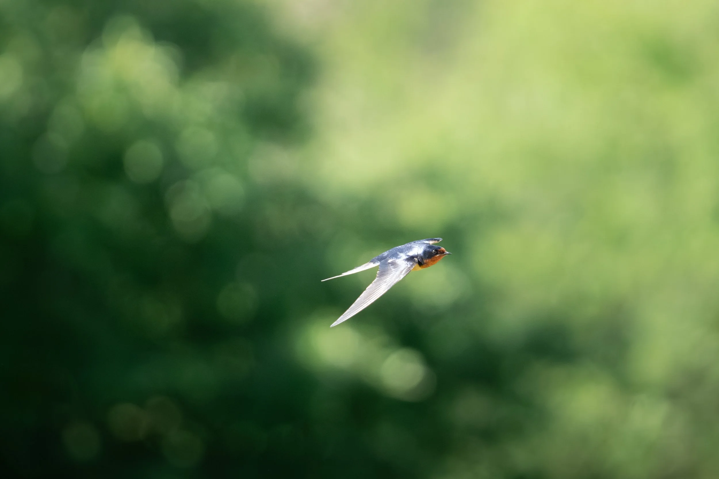 mayBirds-12.jpg