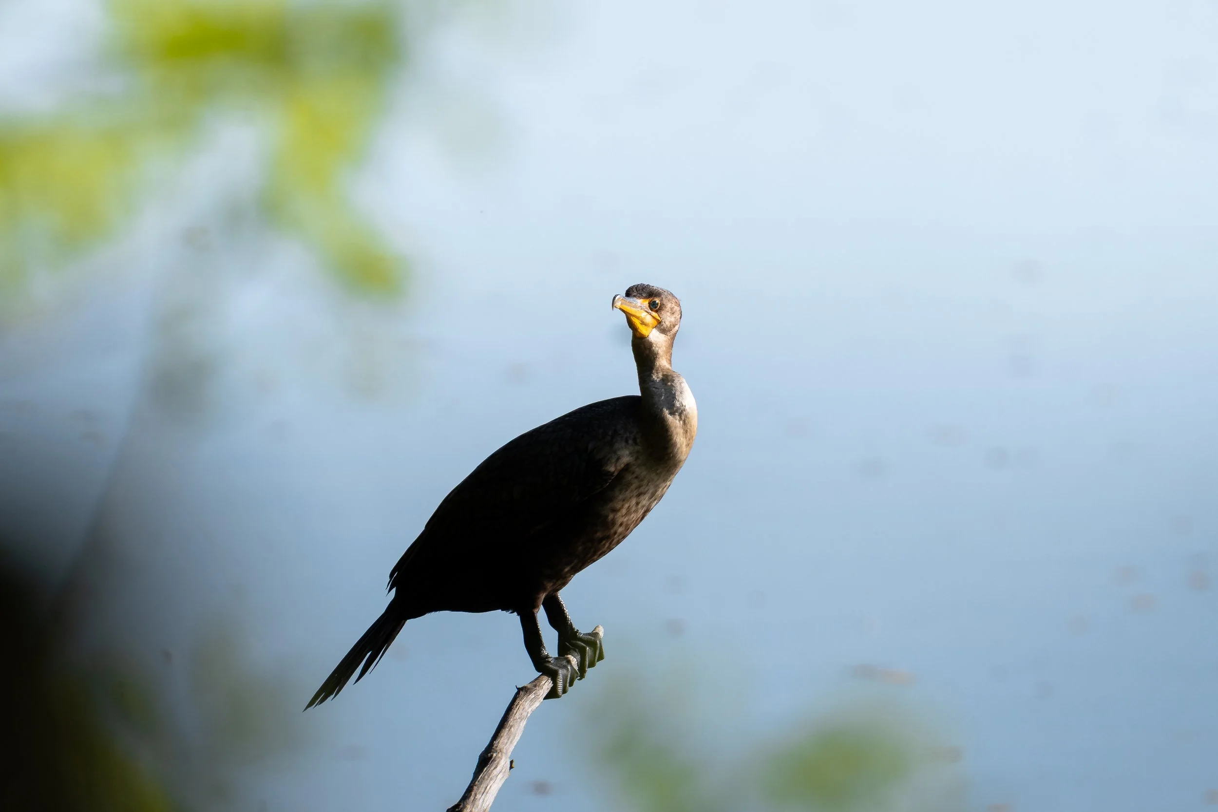 lakeRolandBirds5.3.26-14.jpg