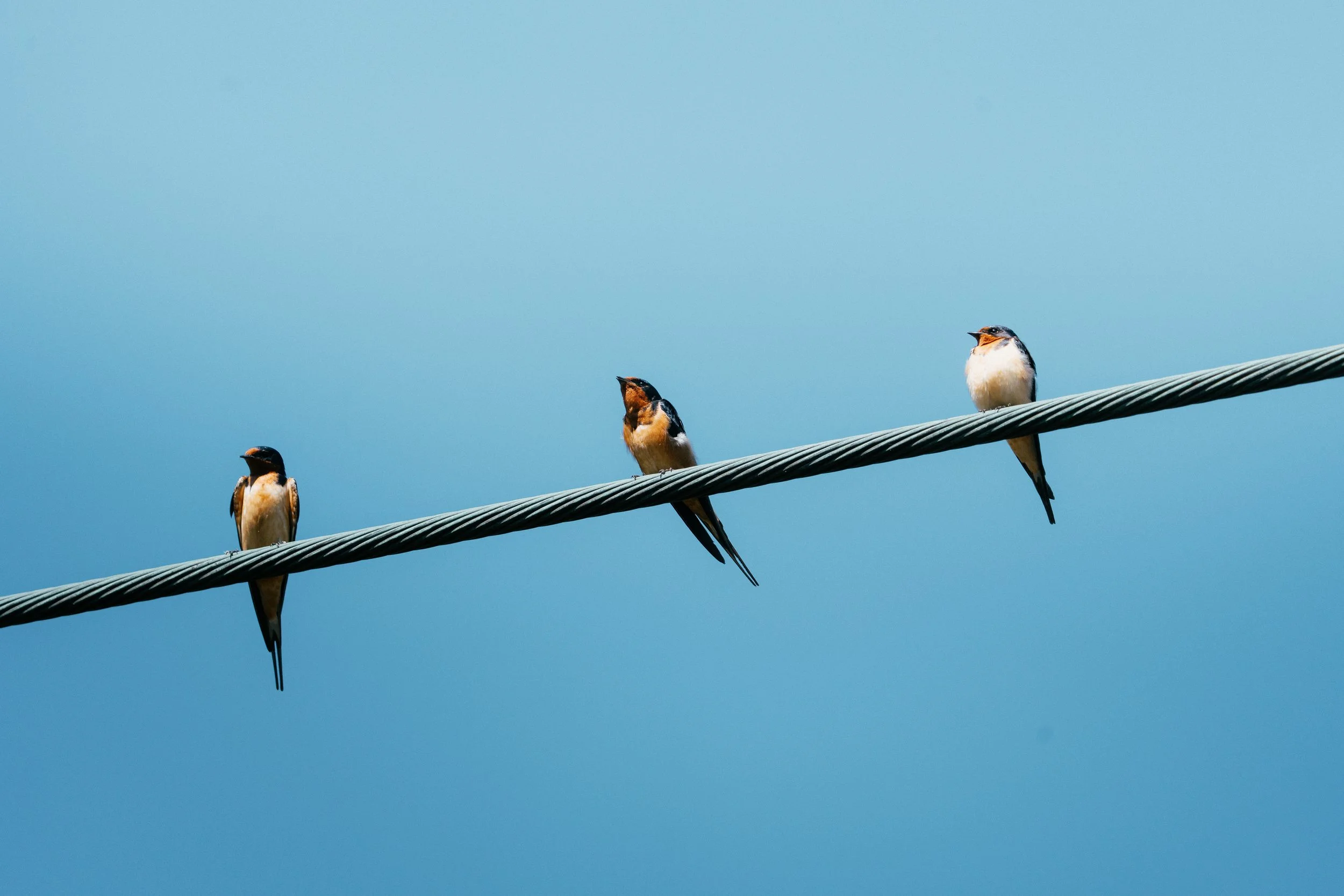 lakeRolandBirds5.3.26-23.jpg