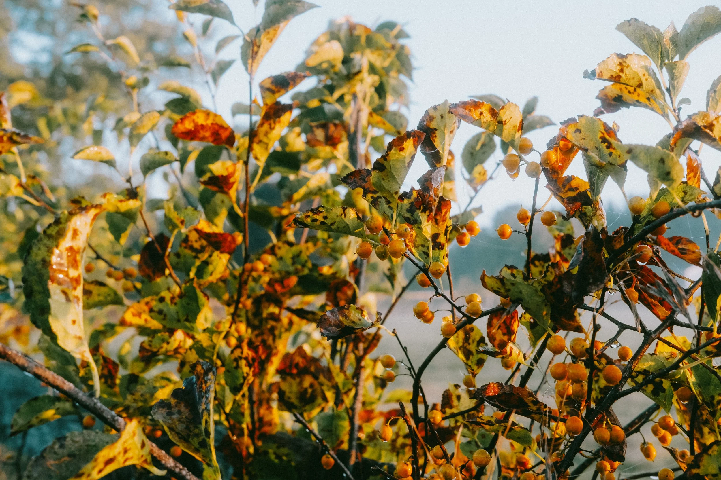 10.4morningWalk-6.jpg
