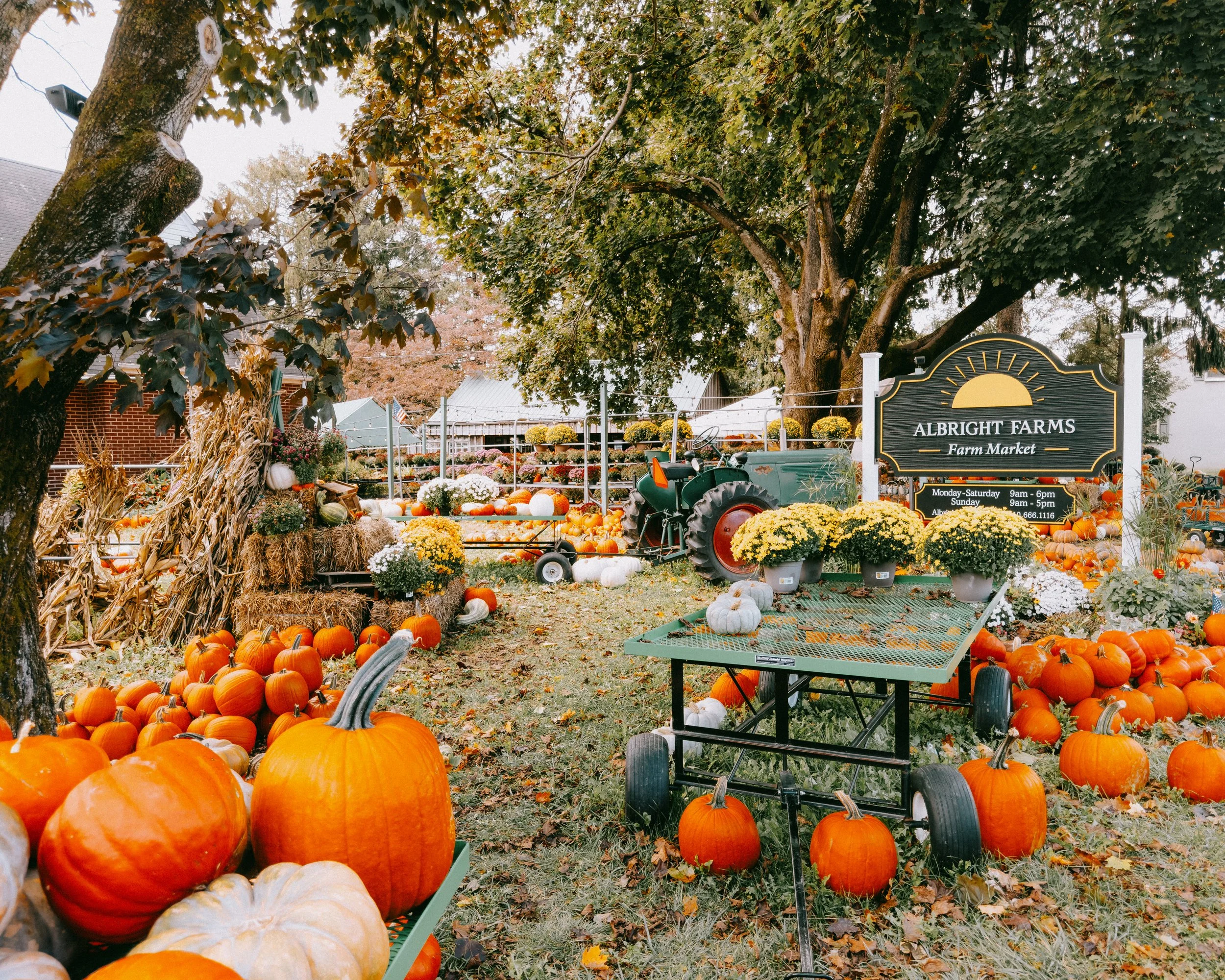 pumpkin10.15.jpg