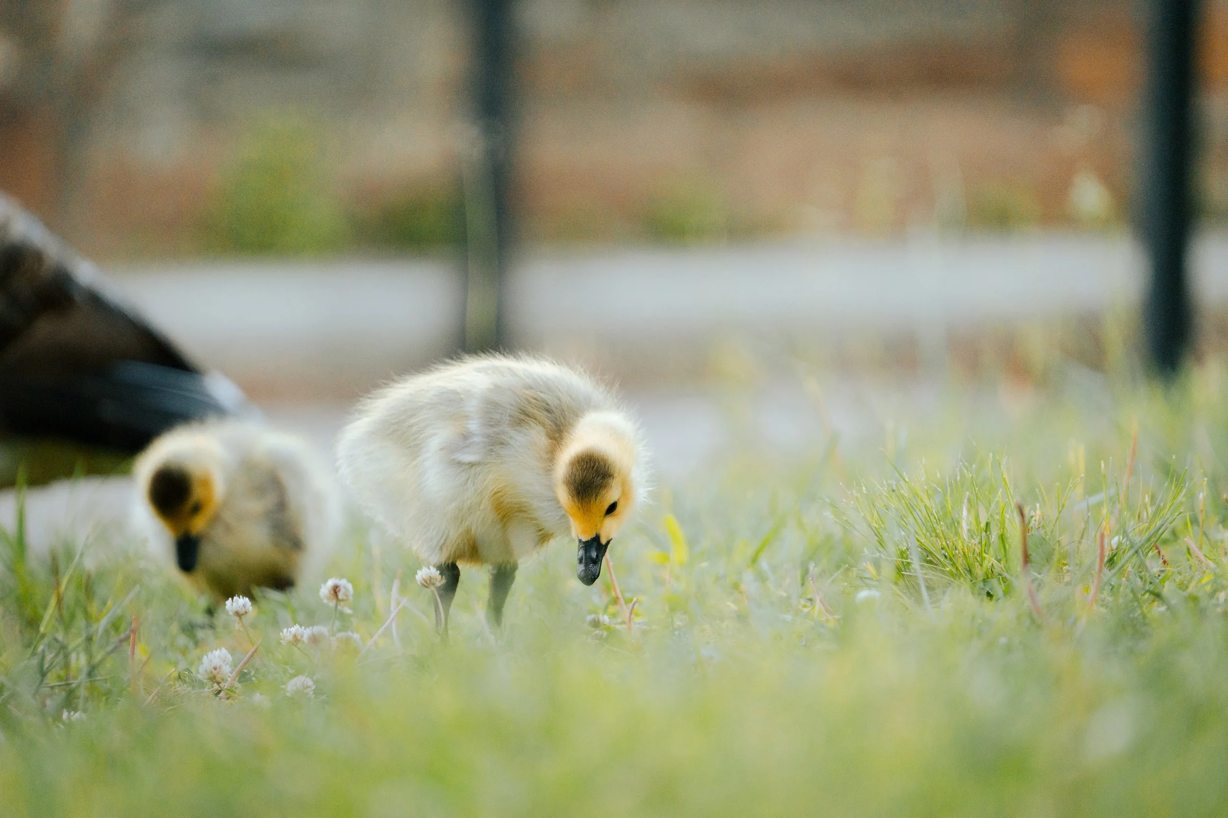 lakeRolandBirds5.3.26-3.jpg