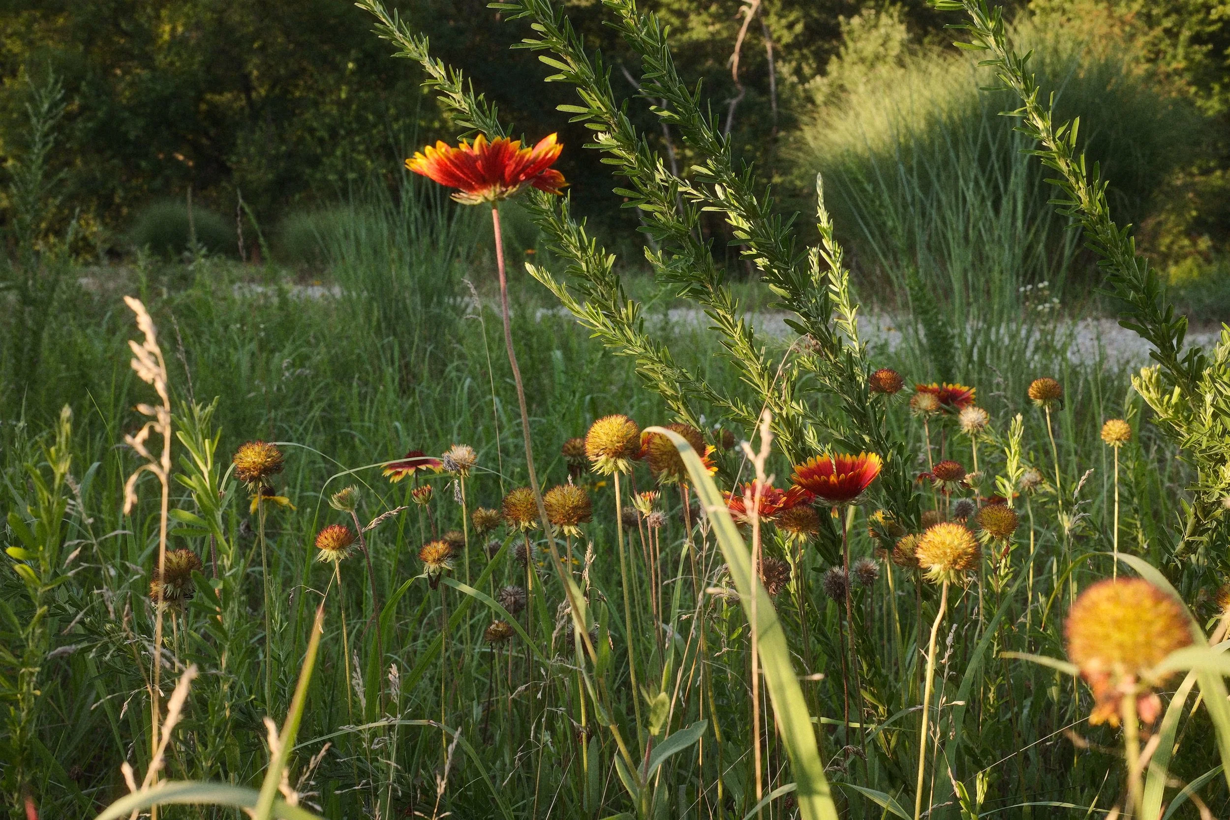 DSCF2188.jpg