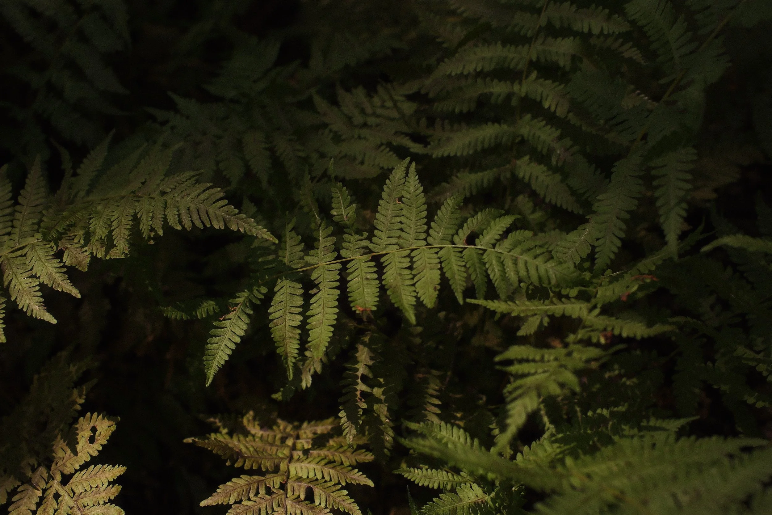 DSCF2274.JPG