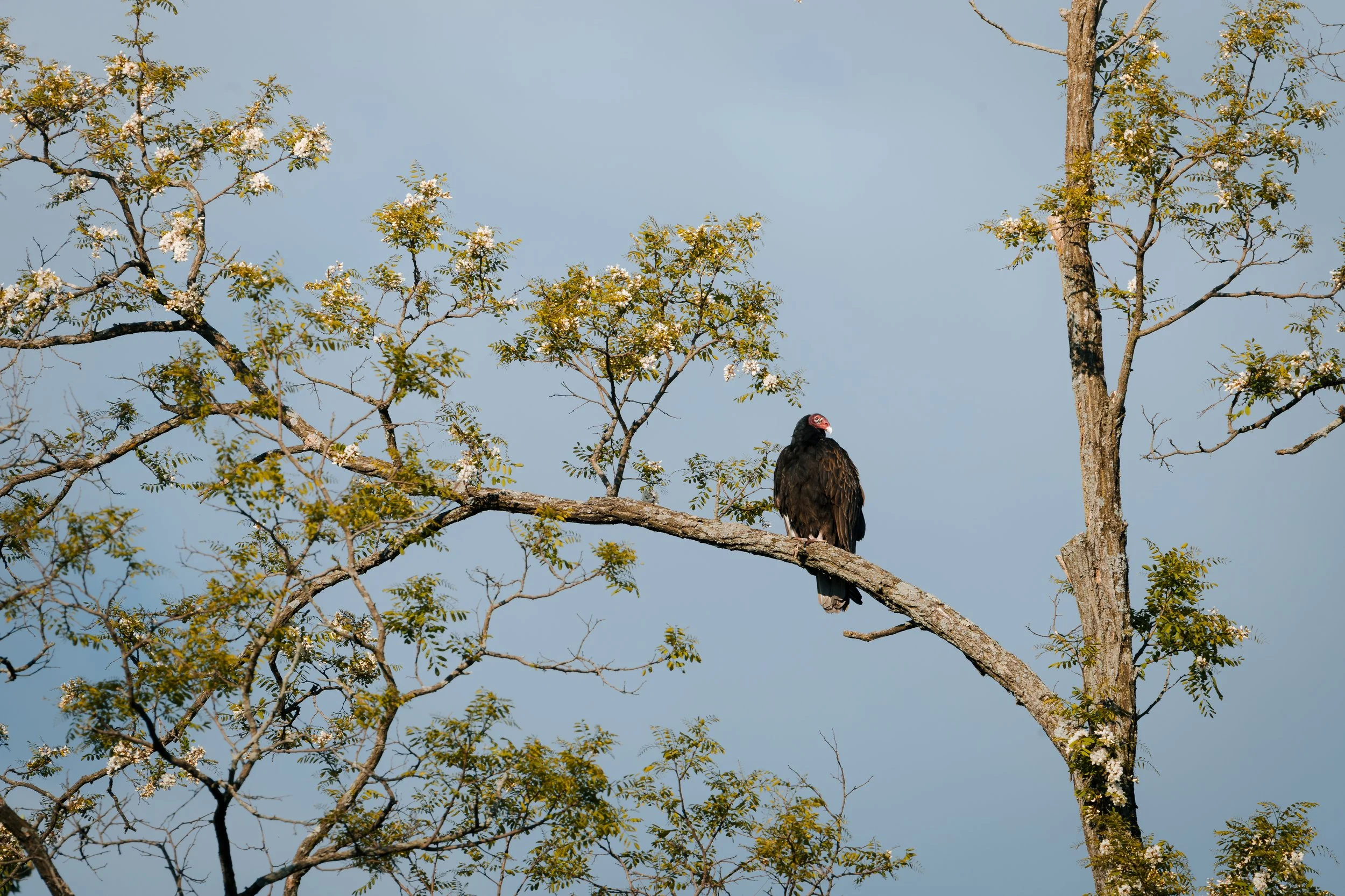 lakeRolandBirds5.3.26-9.jpg
