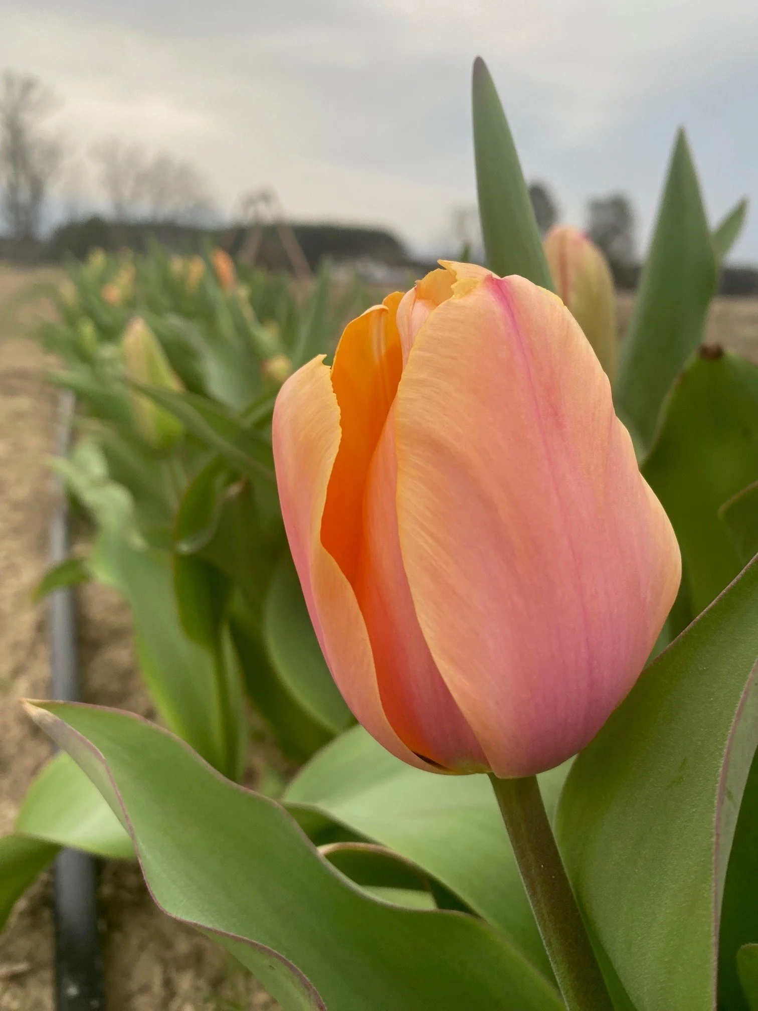 GRAND OPENING March 21st Saturday U-Pick Tulips