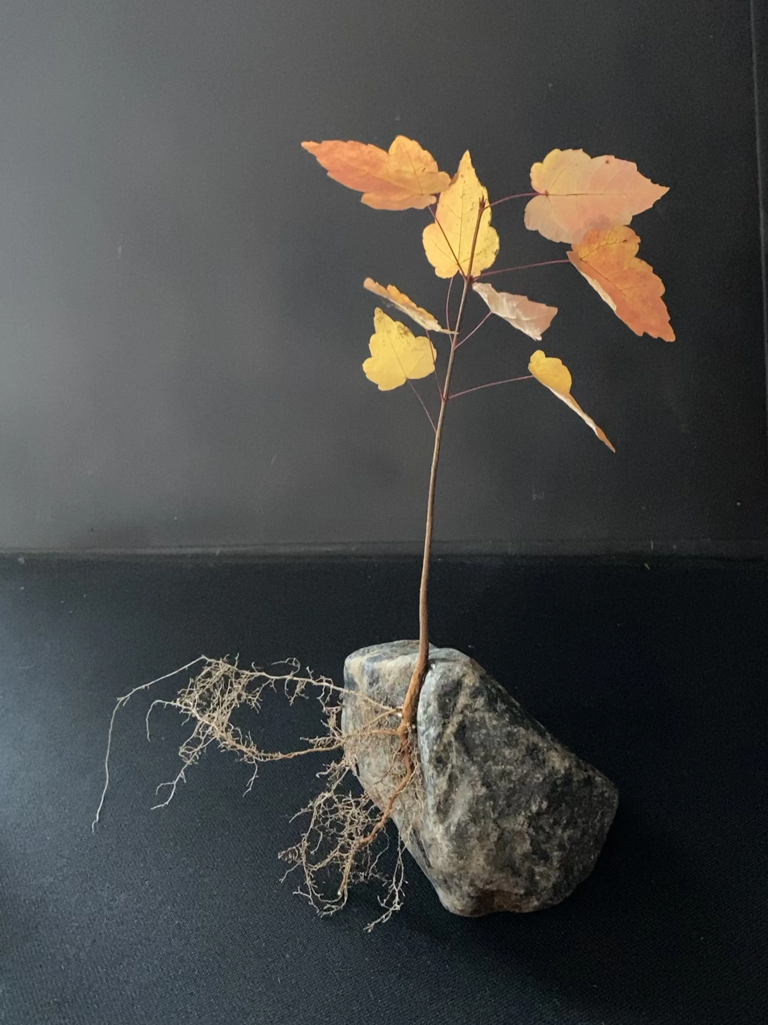 orange sapling bonsai.jpg