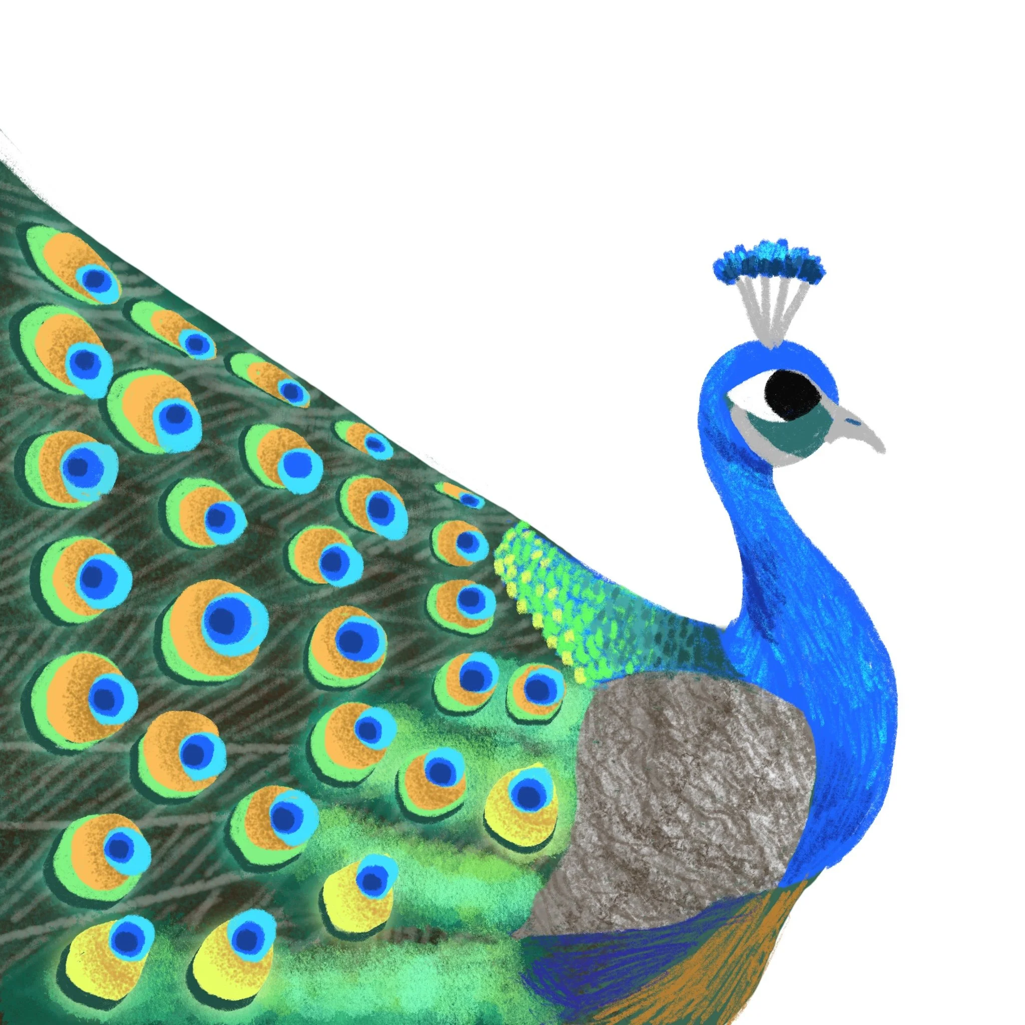 Mr. PEACOCK