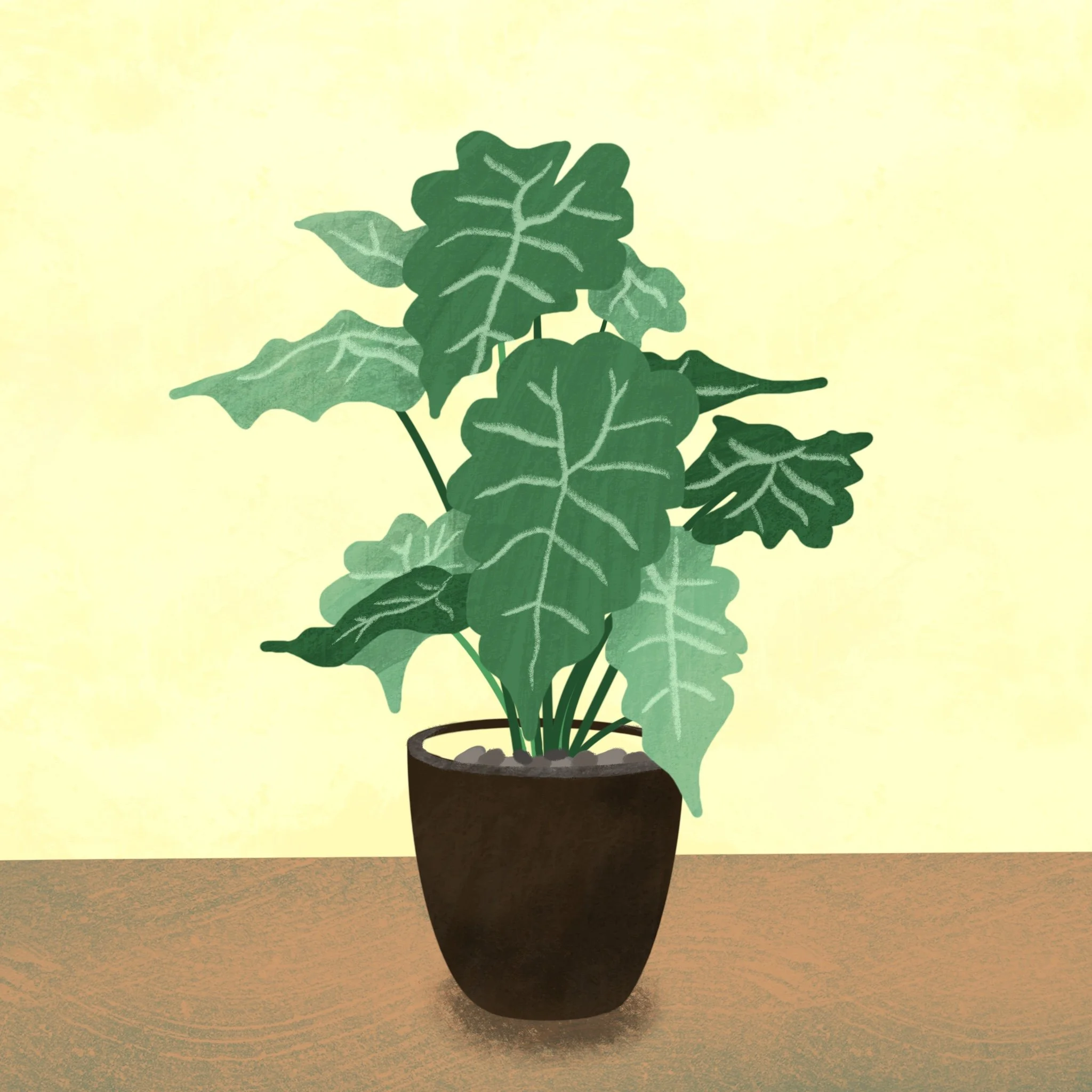 PLANT