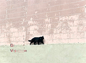 [Photograph] Cat proud-walk
