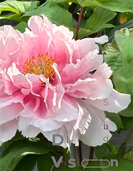 Tree_Peonylogo.png