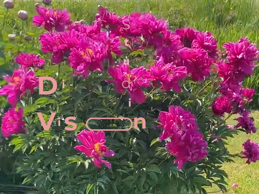 [Photograph] Peony