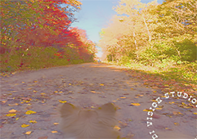 [Photograph] Dog fall-walk